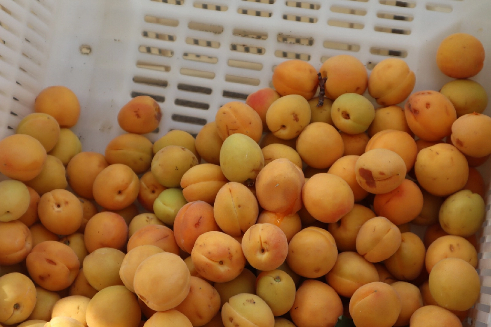 Malatya'da Kayısı Krizi Altın Pazarını Vurdu: Fiyatlar Artıyor, Alım Zorlaşıyor!