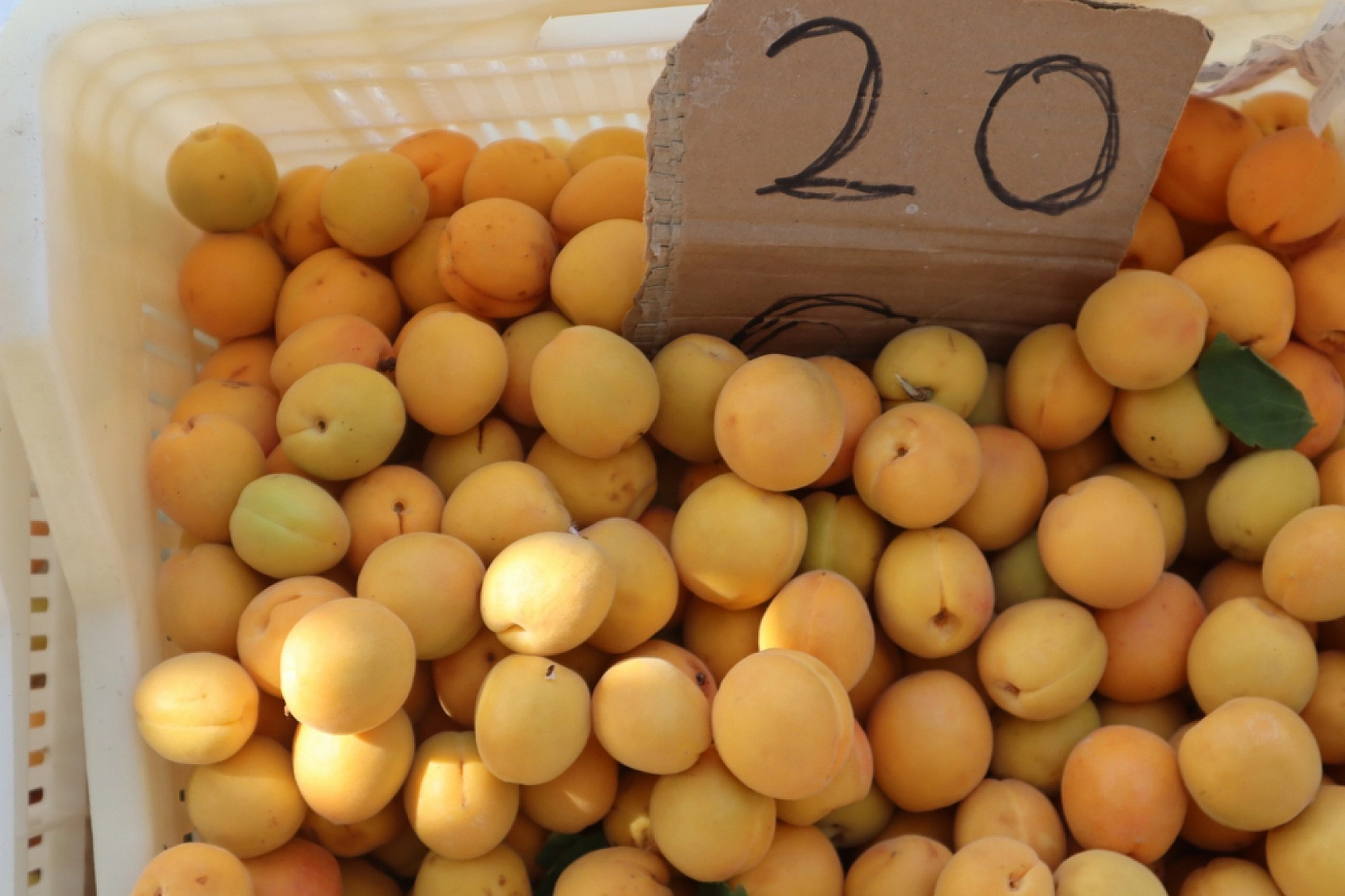 Malatya'da Çiftçinin Kara Gün Dostuydu! Artık Değil...