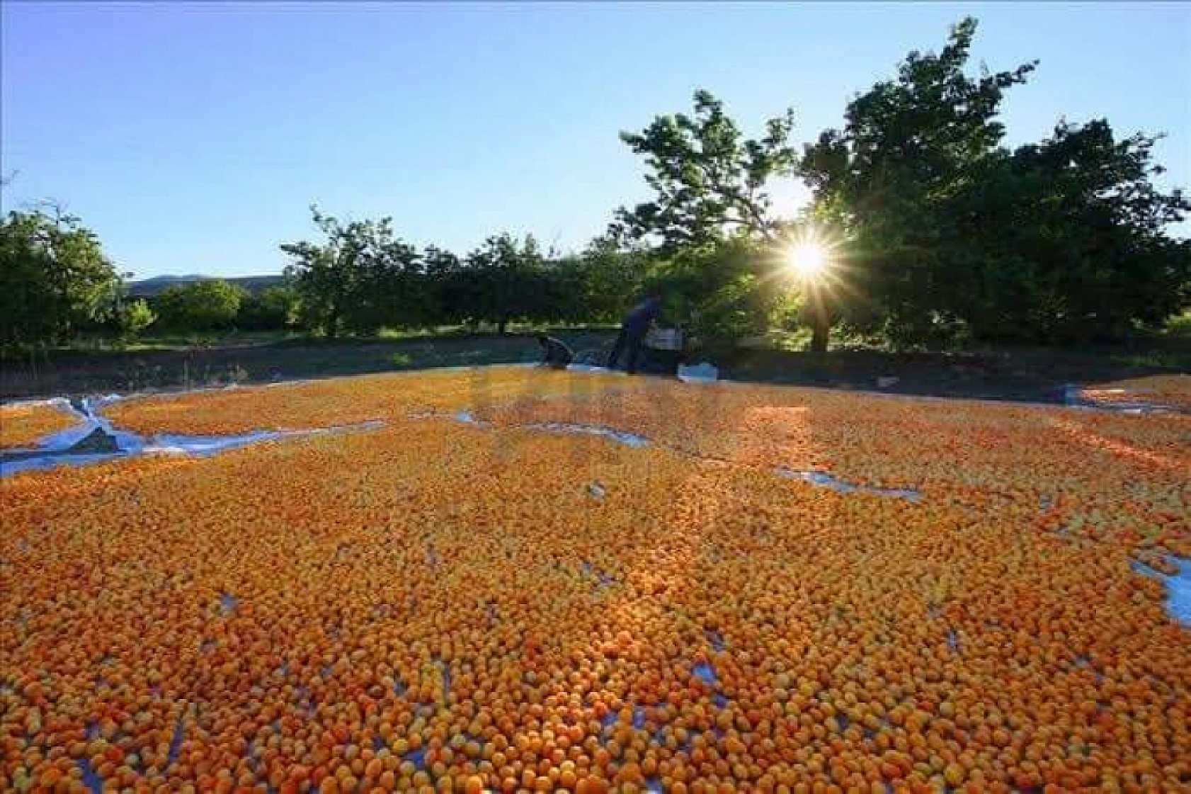 Malatya'da Çiftçinin Kara Gün Dostuydu! Artık Değil...