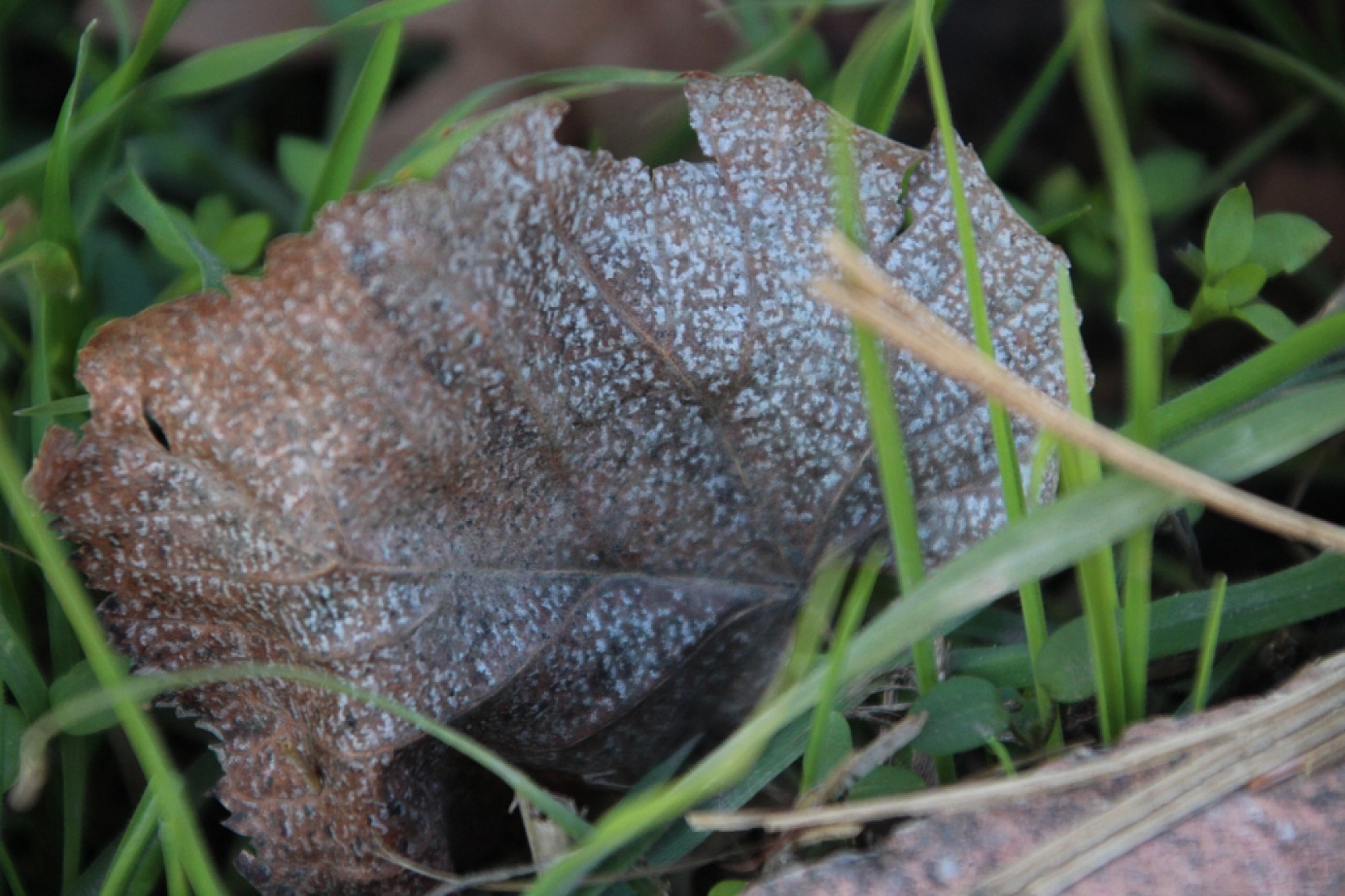 Meteoroloji Uyardı! Malatya İçin Gizli Buzlanma ve Sis Uyarısı Yapıldı…