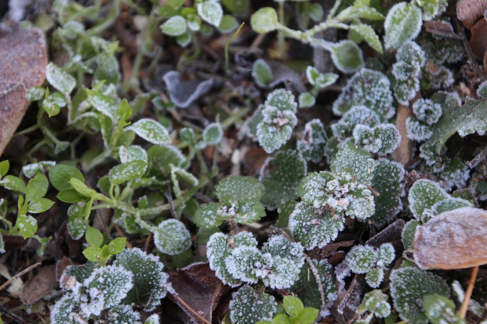 Meteoroloji Uyardı! Malatya İçin Gizli Buzlanma ve Sis Uyarısı Yapıldı…