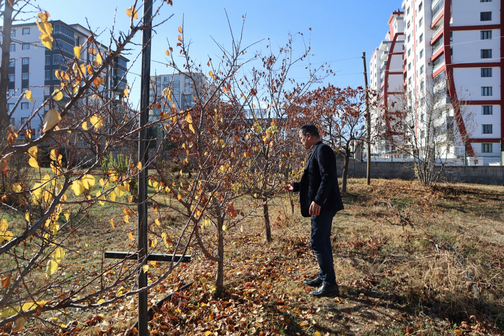 Kayısıda devrim! Verim artacak, görüntü değişecek