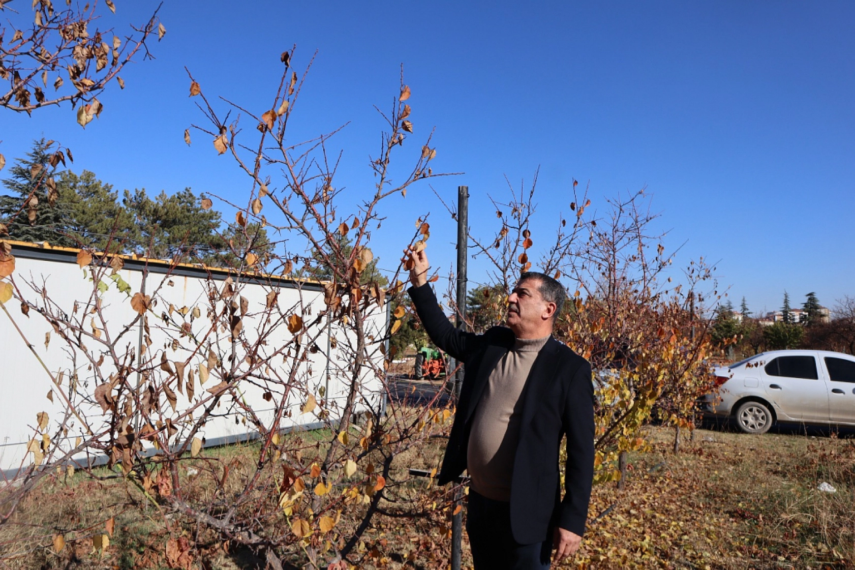 Kayısıda devrim! Verim artacak, görüntü değişecek