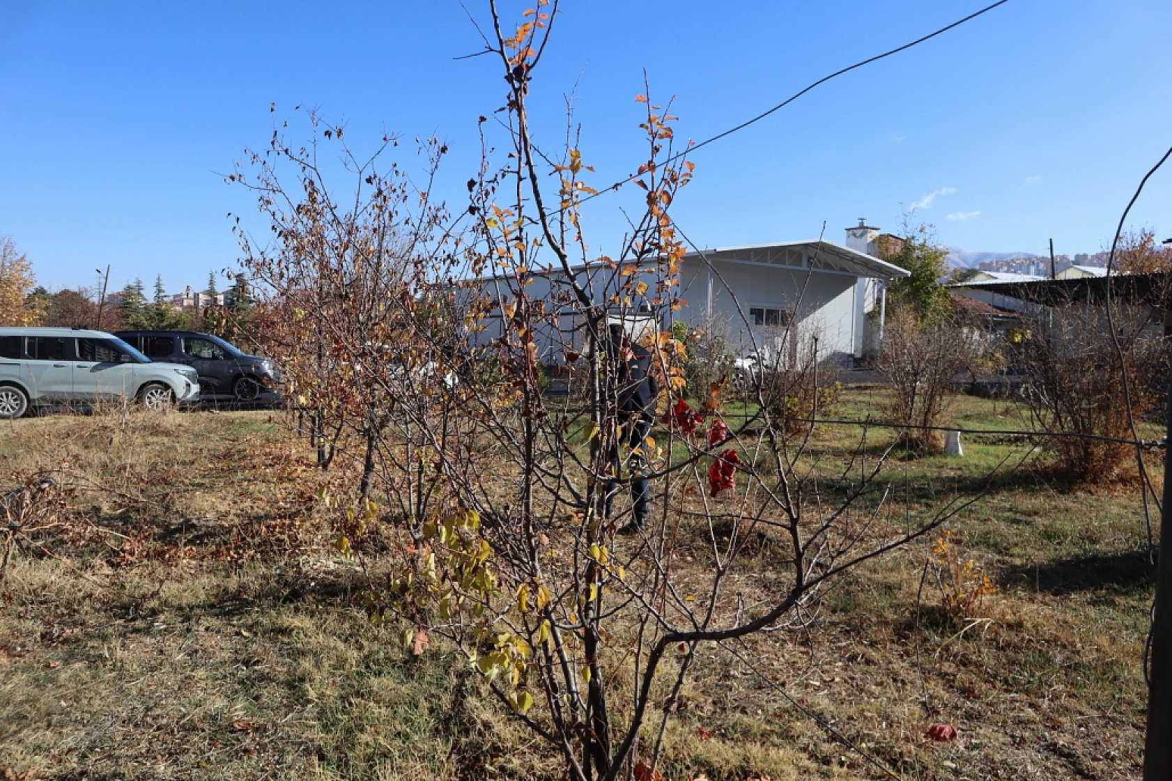 Kayısıda devrim! Verim artacak, görüntü değişecek