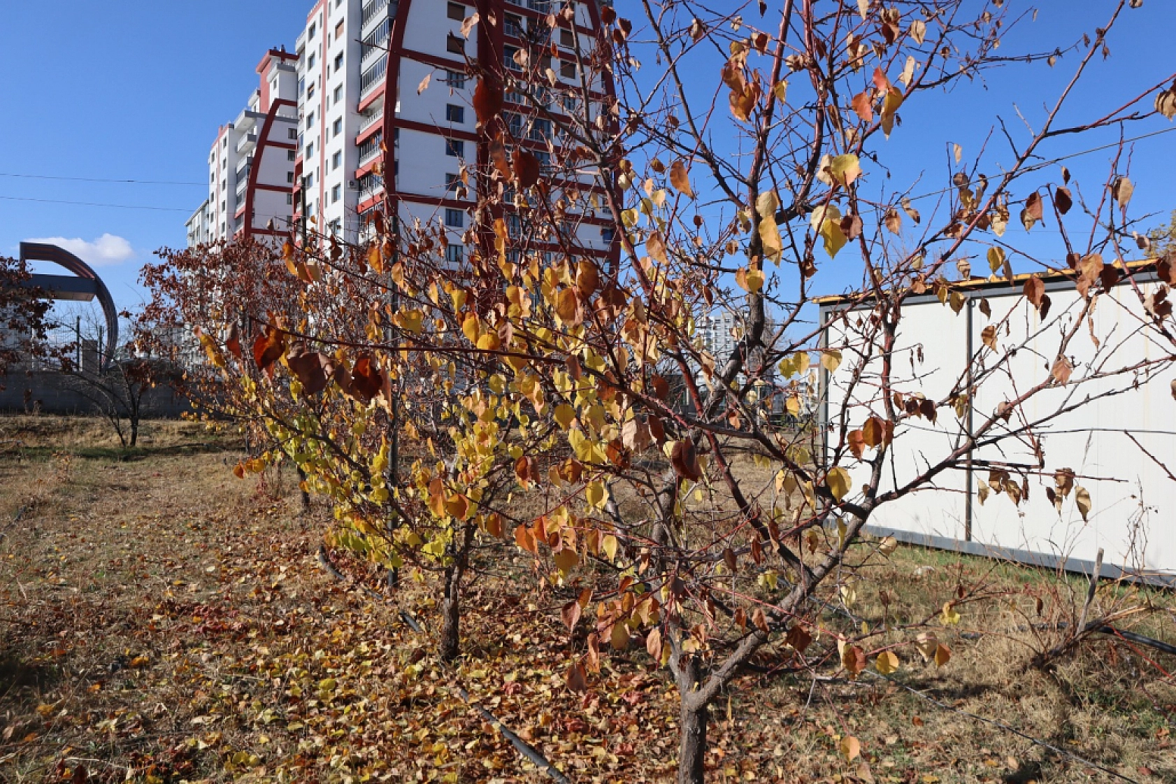 Kayısıda devrim! Verim artacak, görüntü değişecek