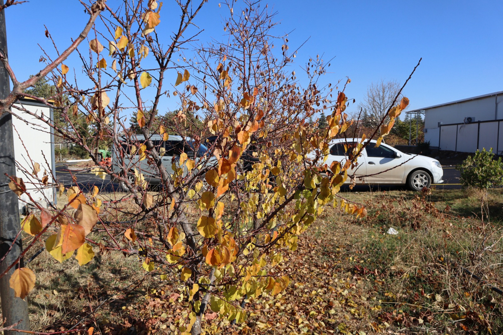 Kayısıda devrim! Verim artacak, görüntü değişecek