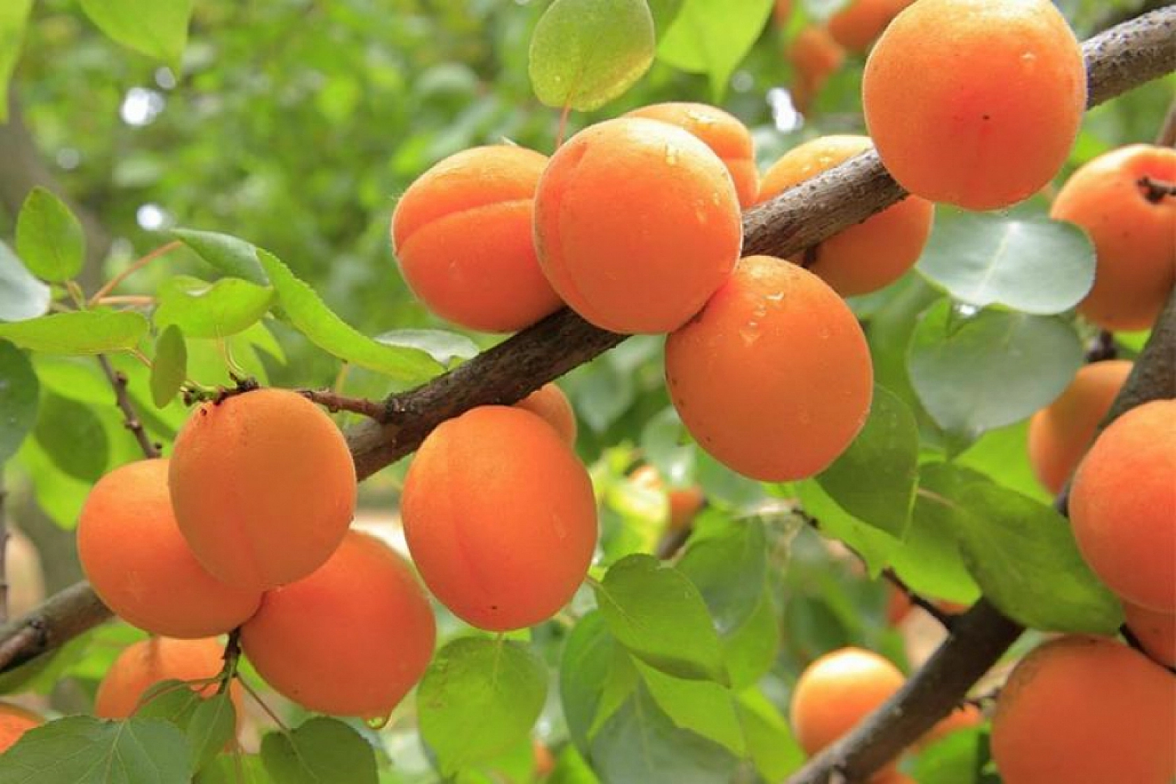 Fiyatlar Dibi Gördü: 50 Kilo Kayısı 1 Çeyrek Altın Ediyor!