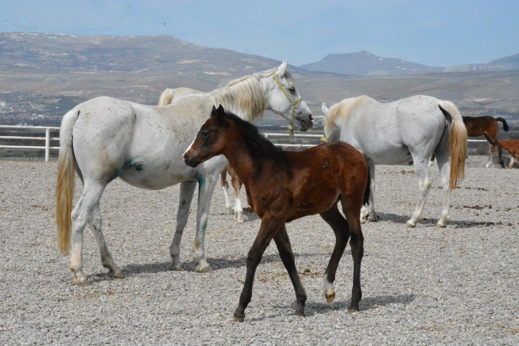 95 şampiyon adayı tay dünyaya geldi