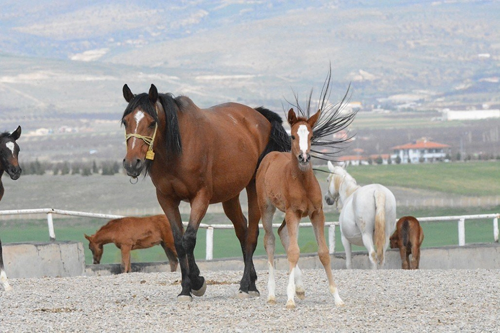 95 şampiyon adayı tay dünyaya geldi