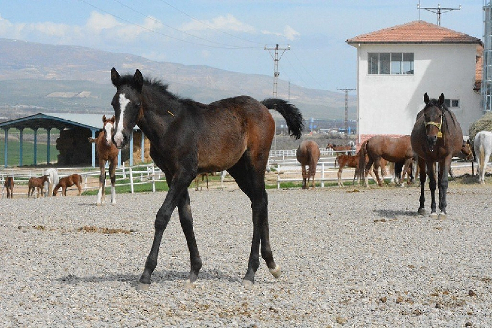 95 şampiyon adayı tay dünyaya geldi