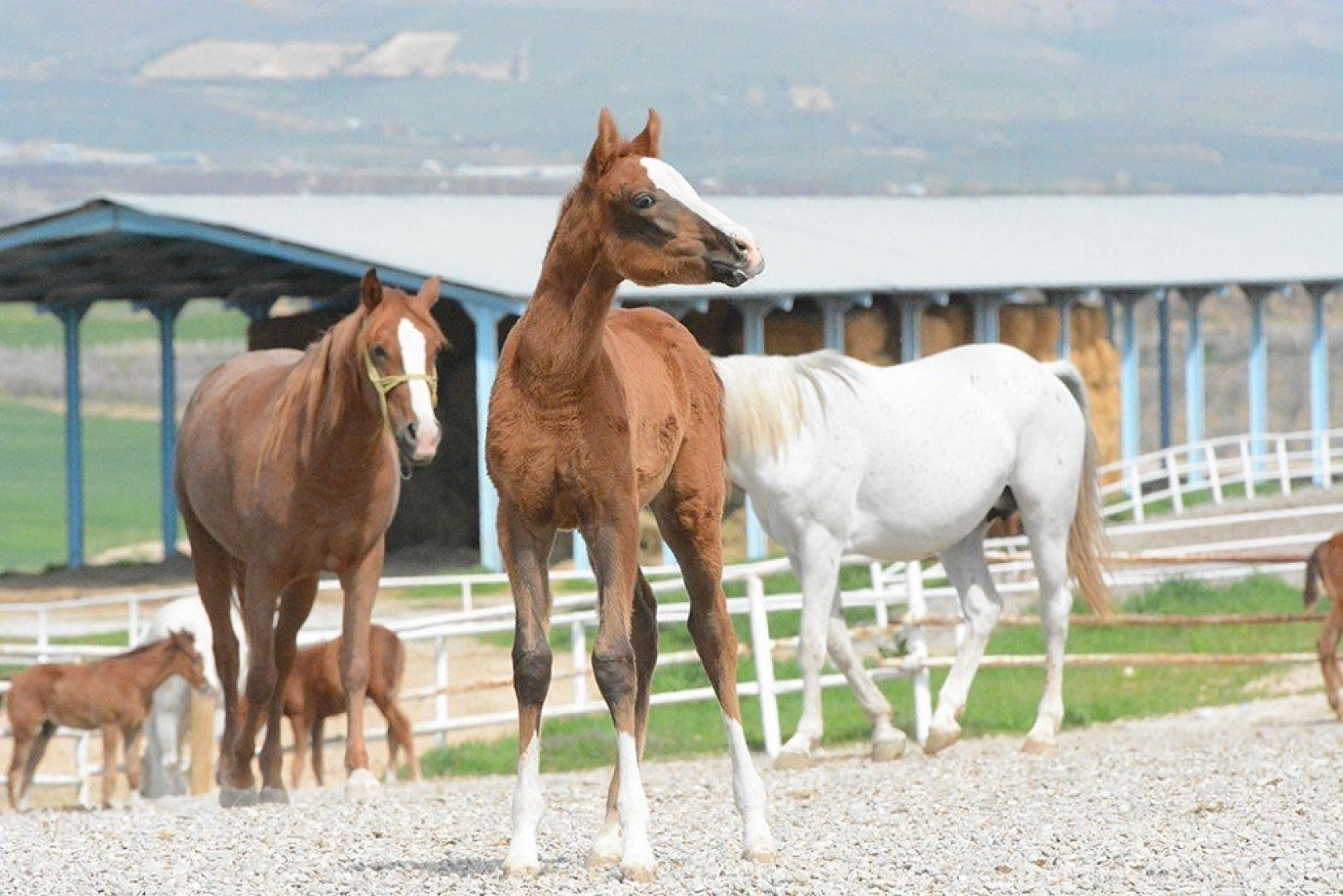 95 şampiyon adayı tay dünyaya geldi