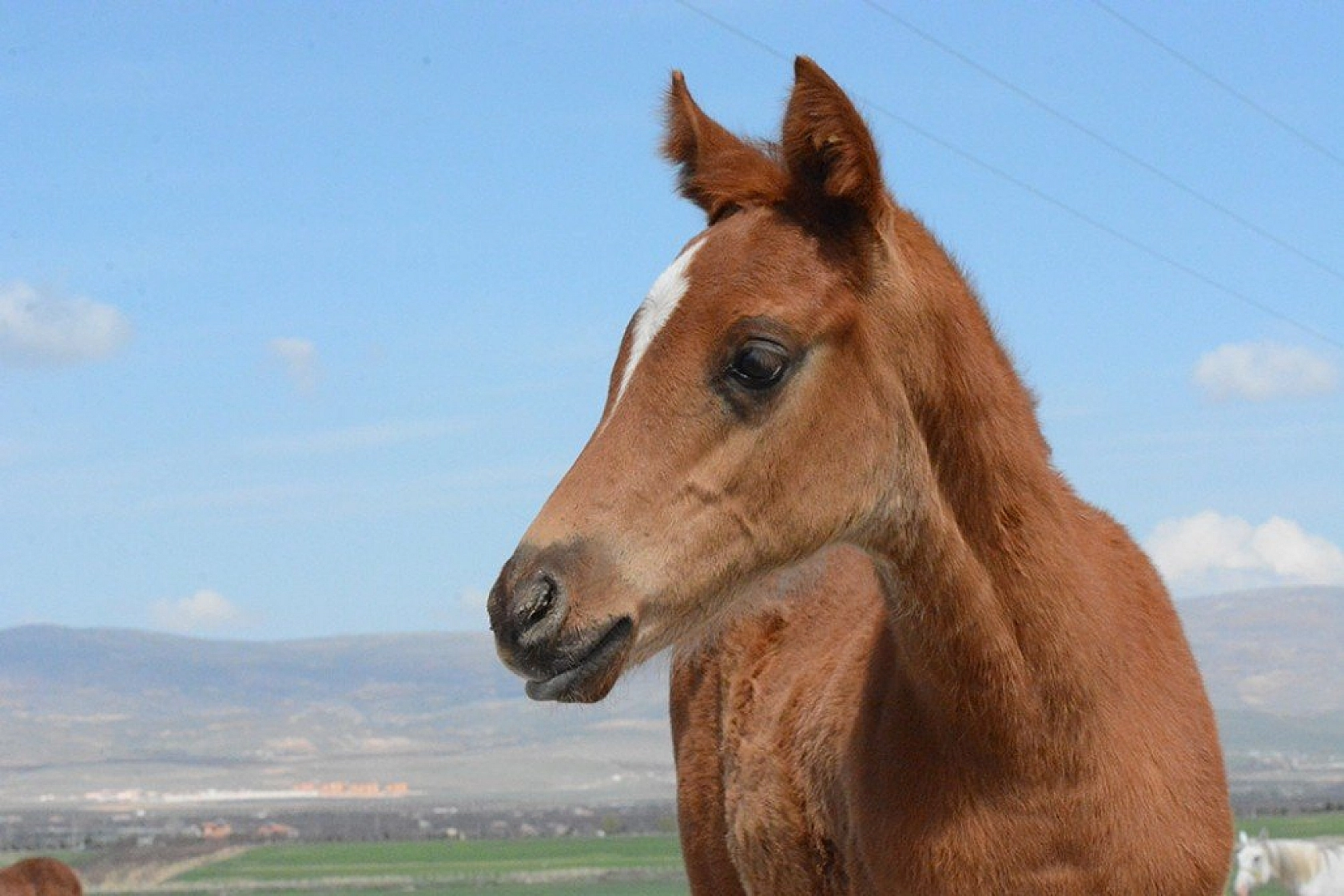 95 şampiyon adayı tay dünyaya geldi
