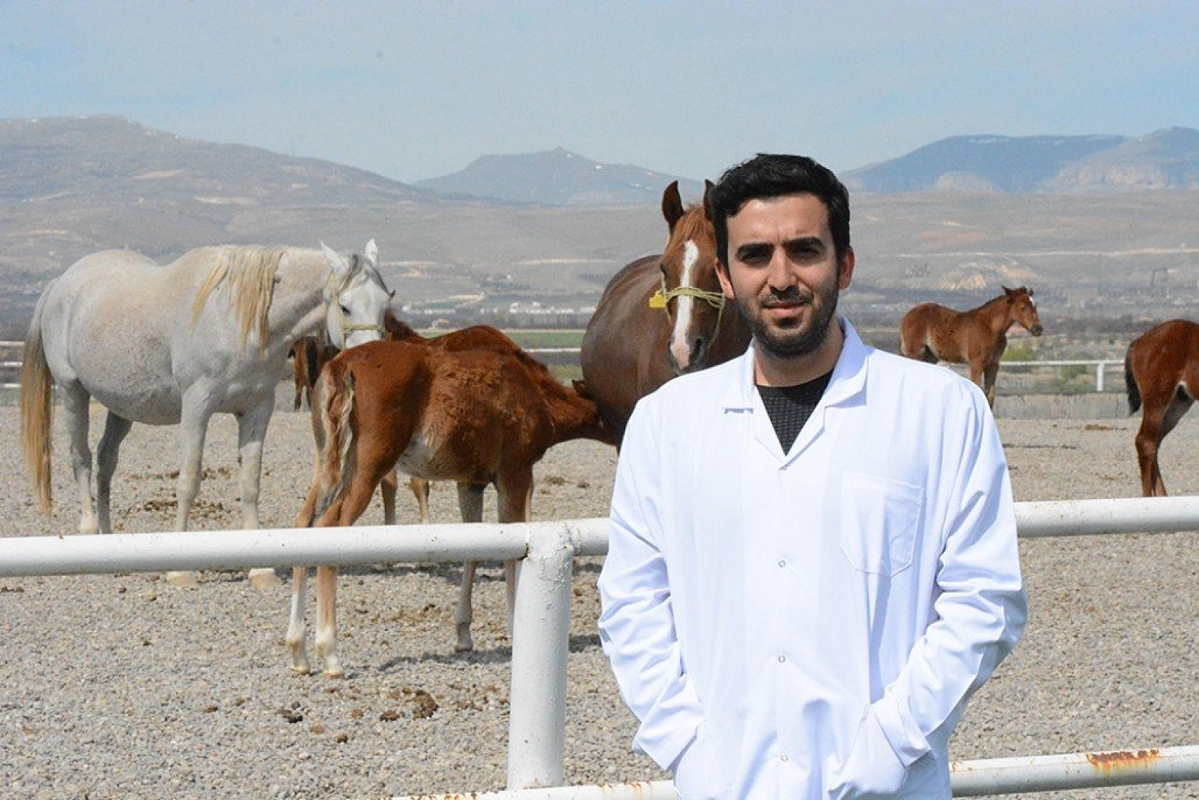 95 şampiyon adayı tay dünyaya geldi