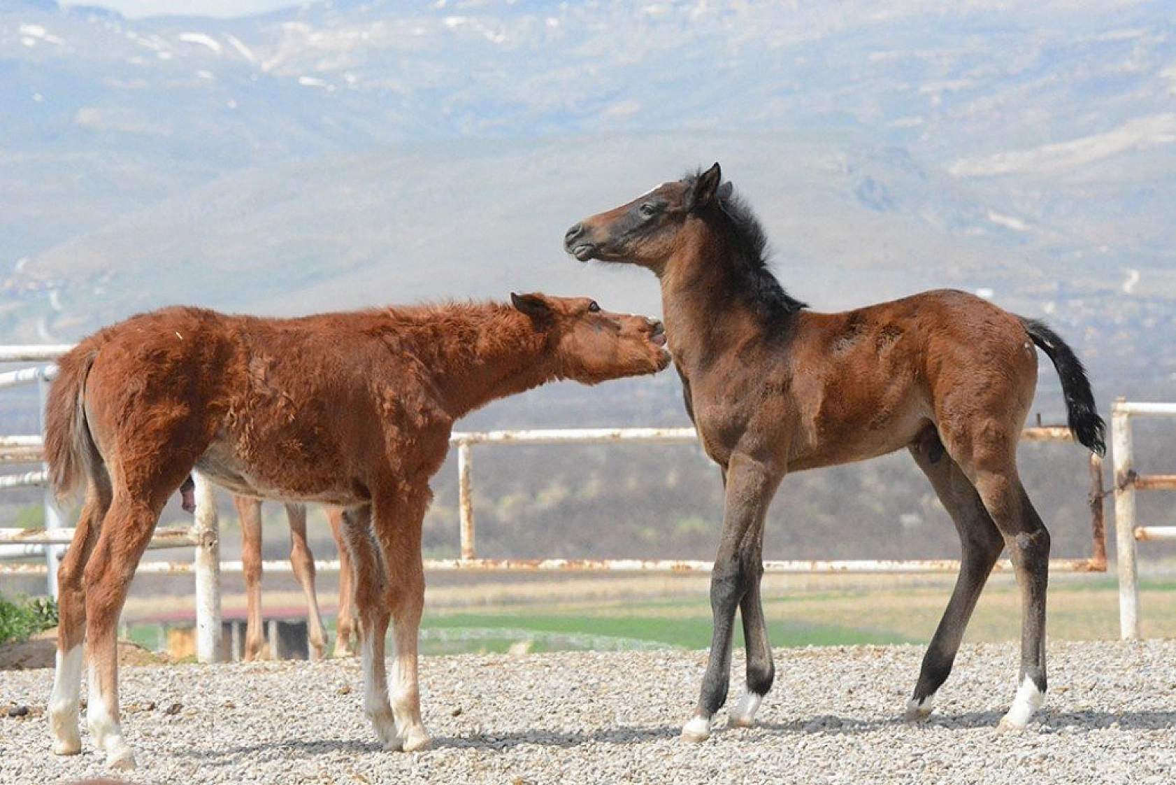 95 şampiyon adayı tay dünyaya geldi