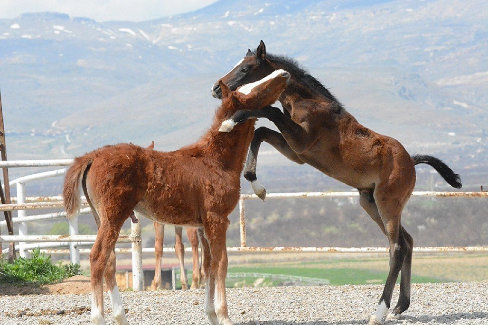 95 şampiyon adayı tay dünyaya geldi
