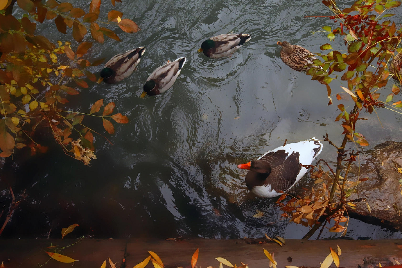 Tohma Kanyonu sonbahar renklerine büründü