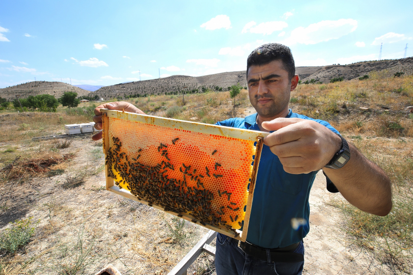 Keven balında hasat zamanı