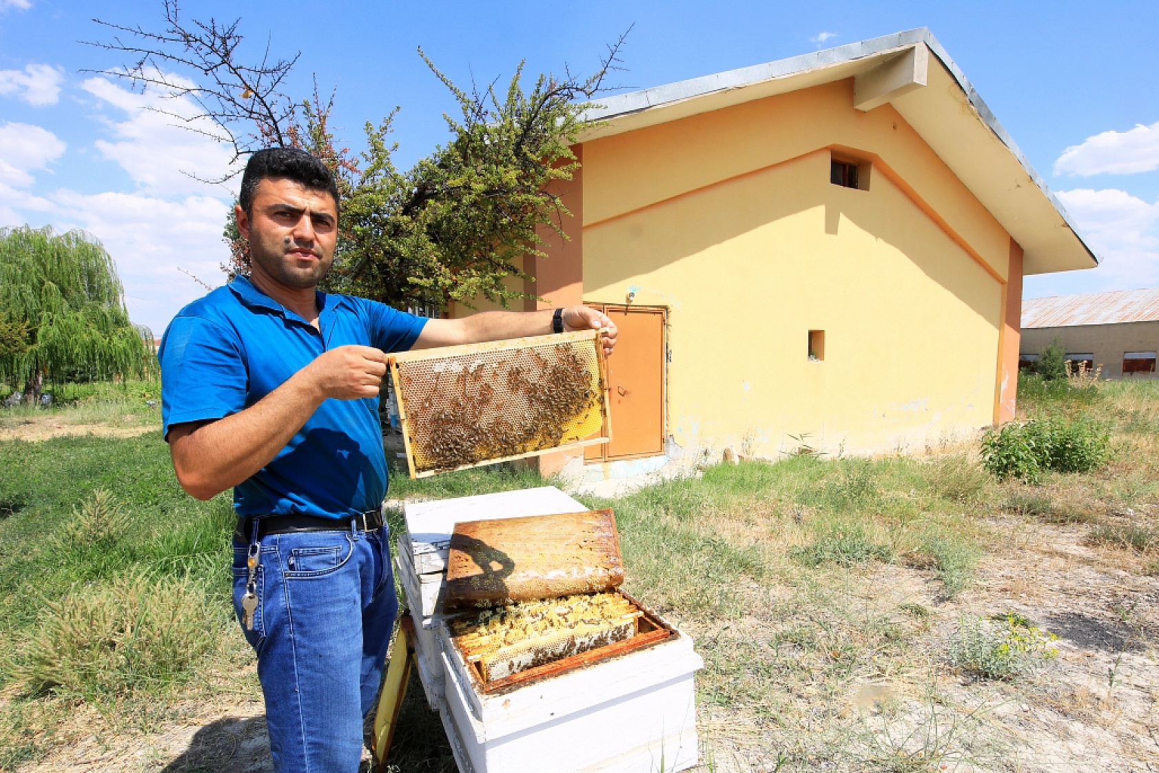Keven balında hasat zamanı