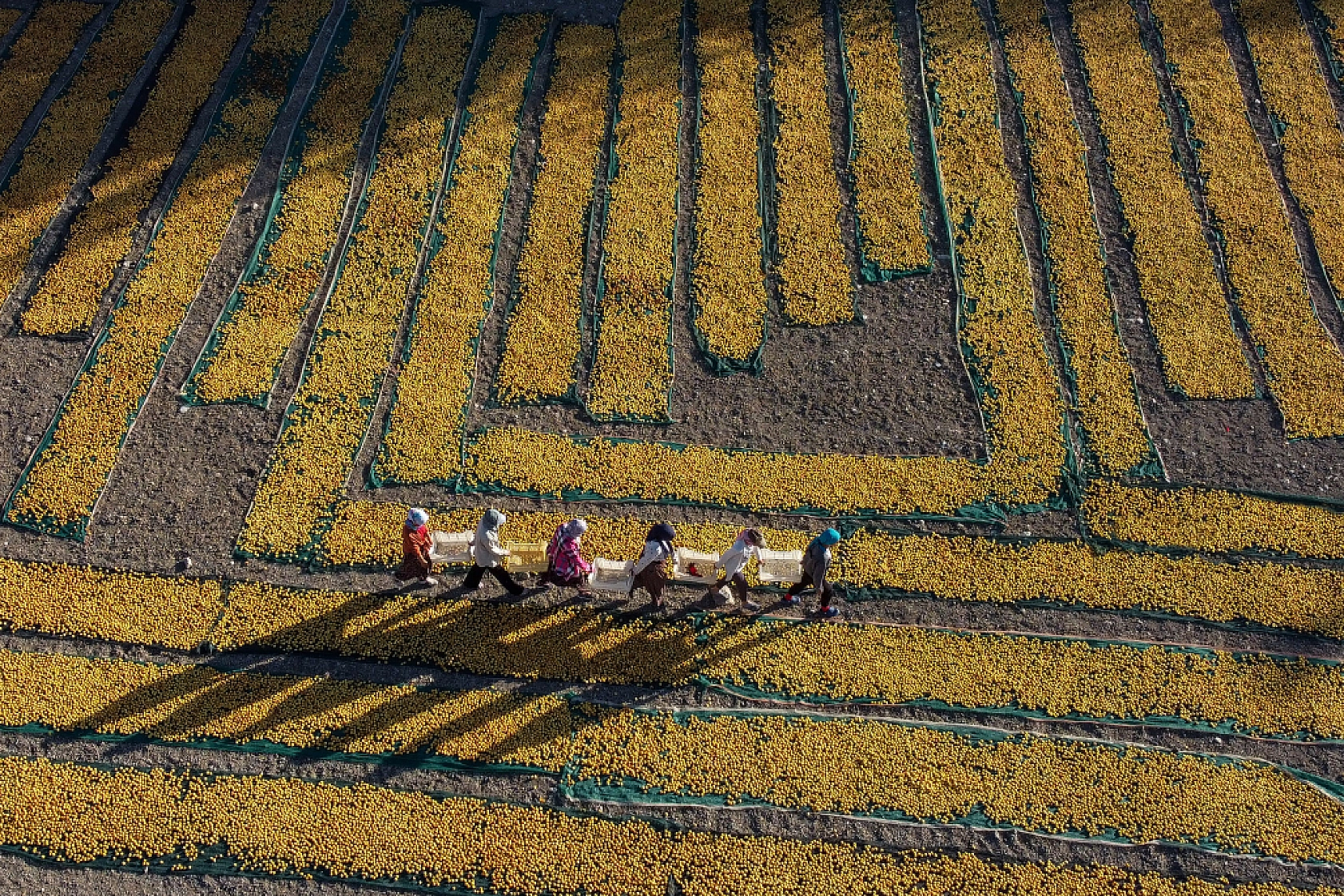 Malatya Kayısısı Dünyayı Tatlandırıyor! İşte Kayısının Serüveni!