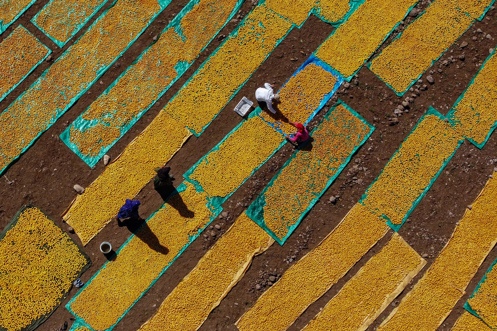 Malatya Kayısısı Dünyayı Tatlandırıyor! İşte Kayısının Serüveni!