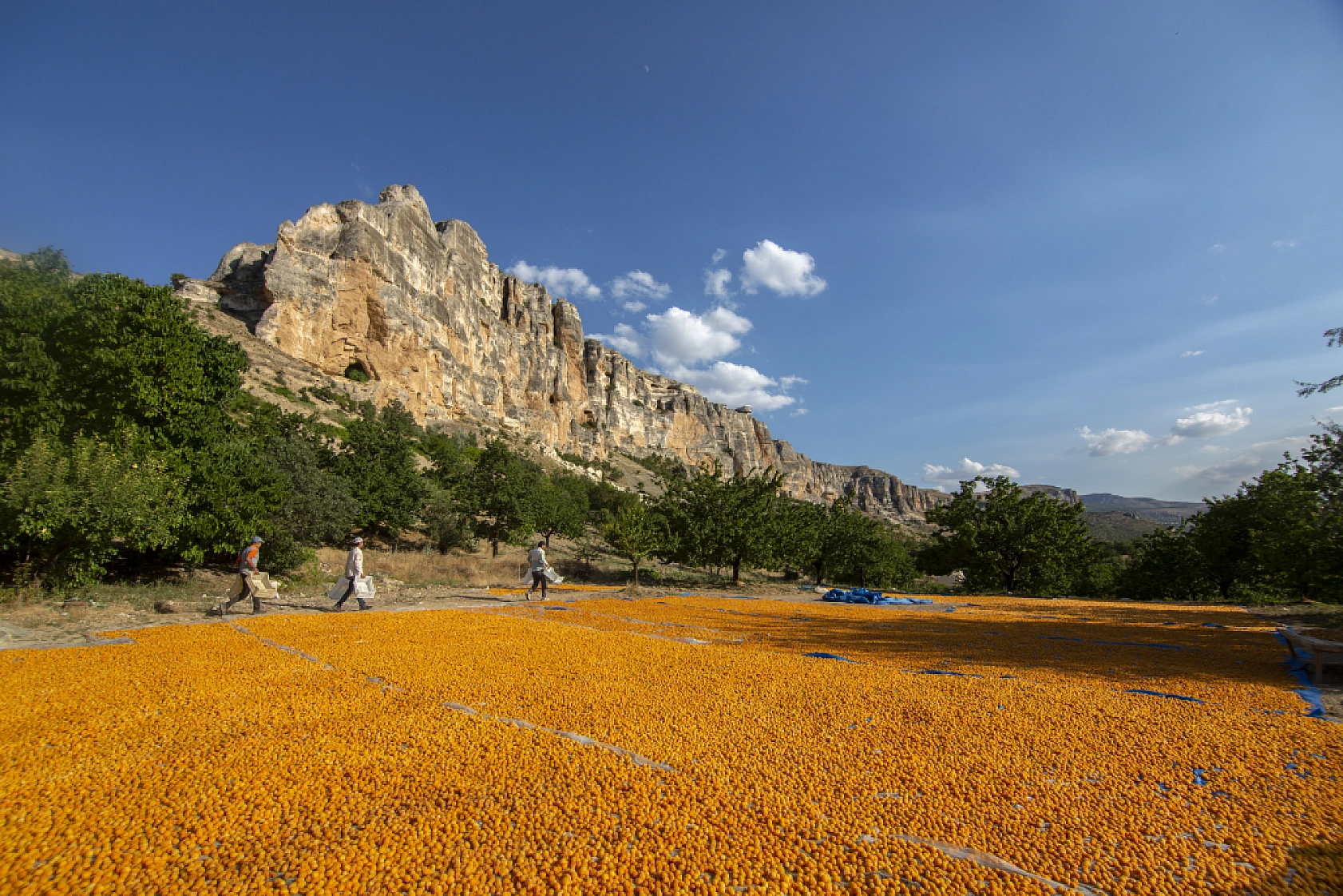 Malatya Kayısısı Dünyayı Tatlandırıyor! İşte Kayısının Serüveni!