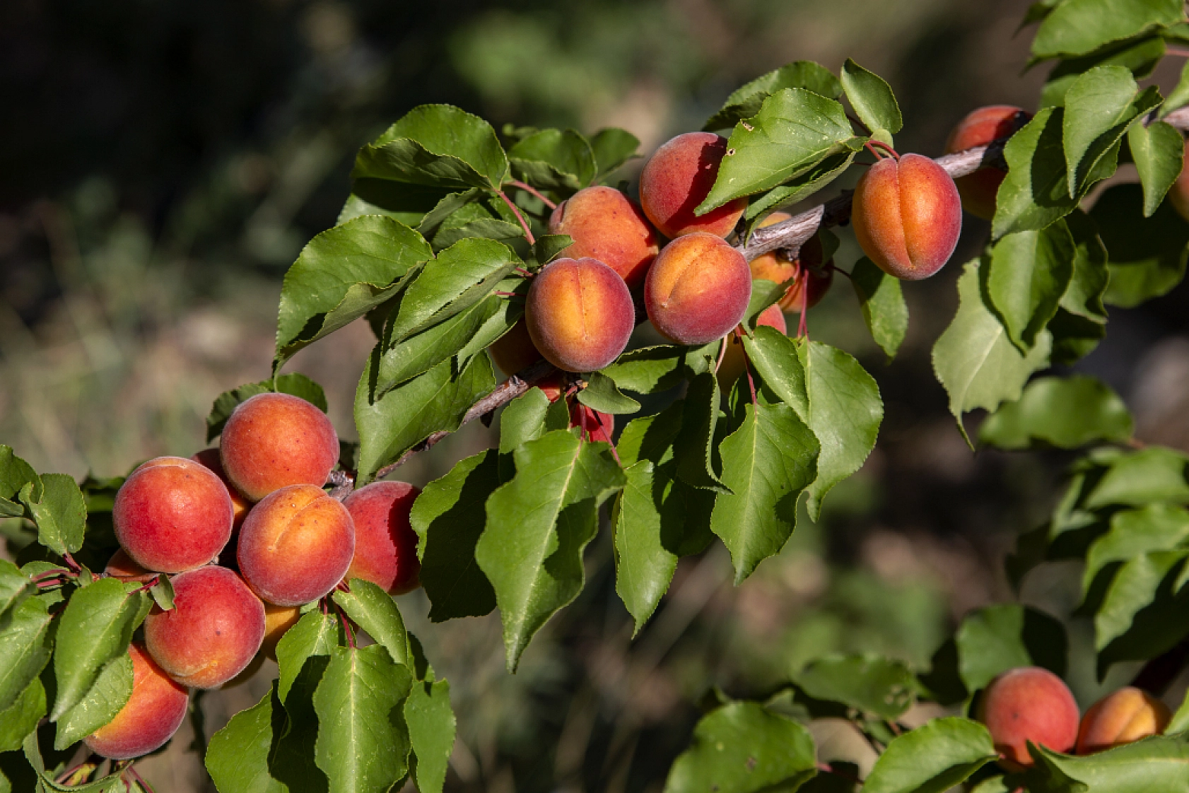 Malatya Kayısısı Dünyayı Tatlandırıyor! İşte Kayısının Serüveni!