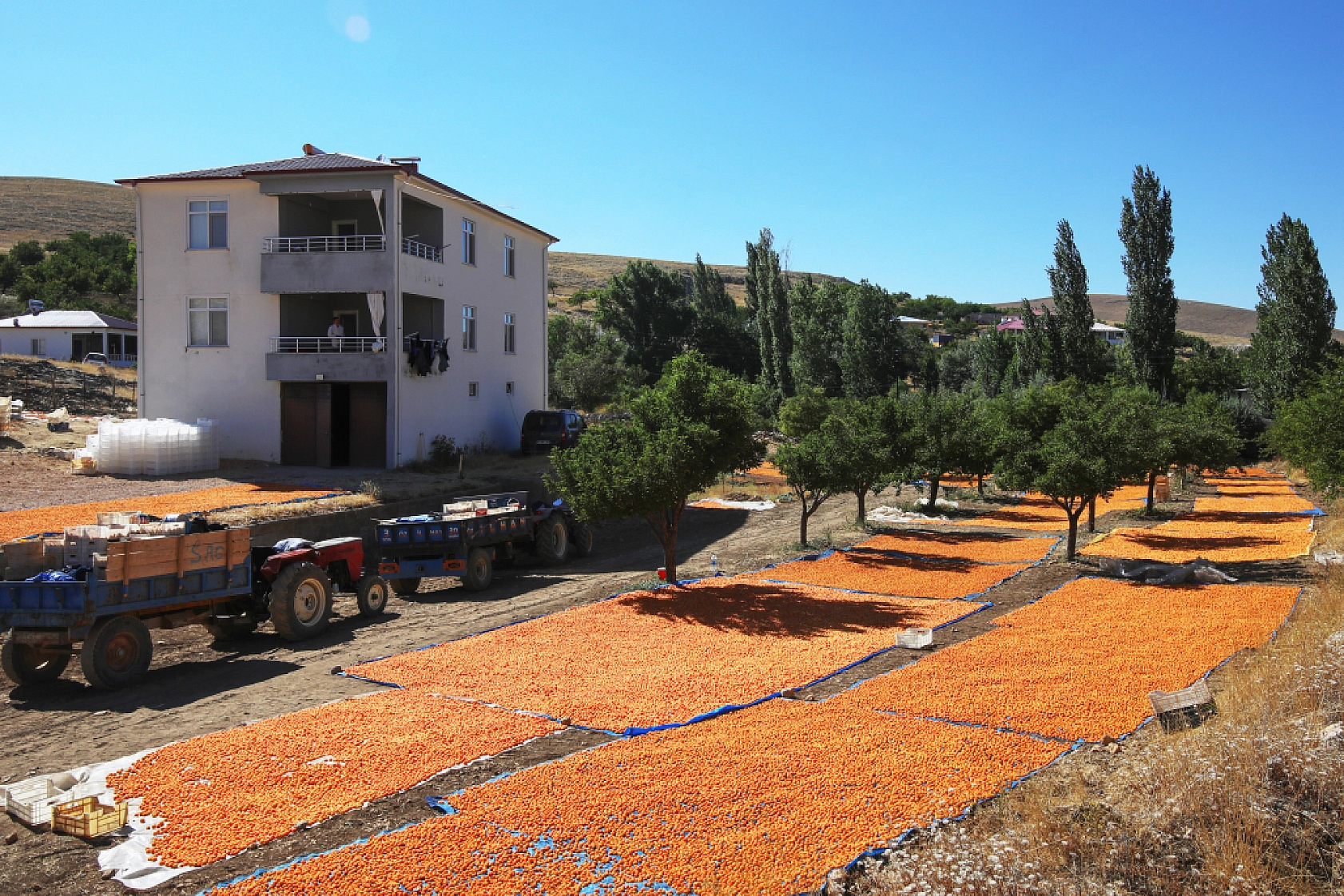 Malatya'nın Tescilli Ürünleri Arasında Yer Alıyor.. Hasat Başladı
