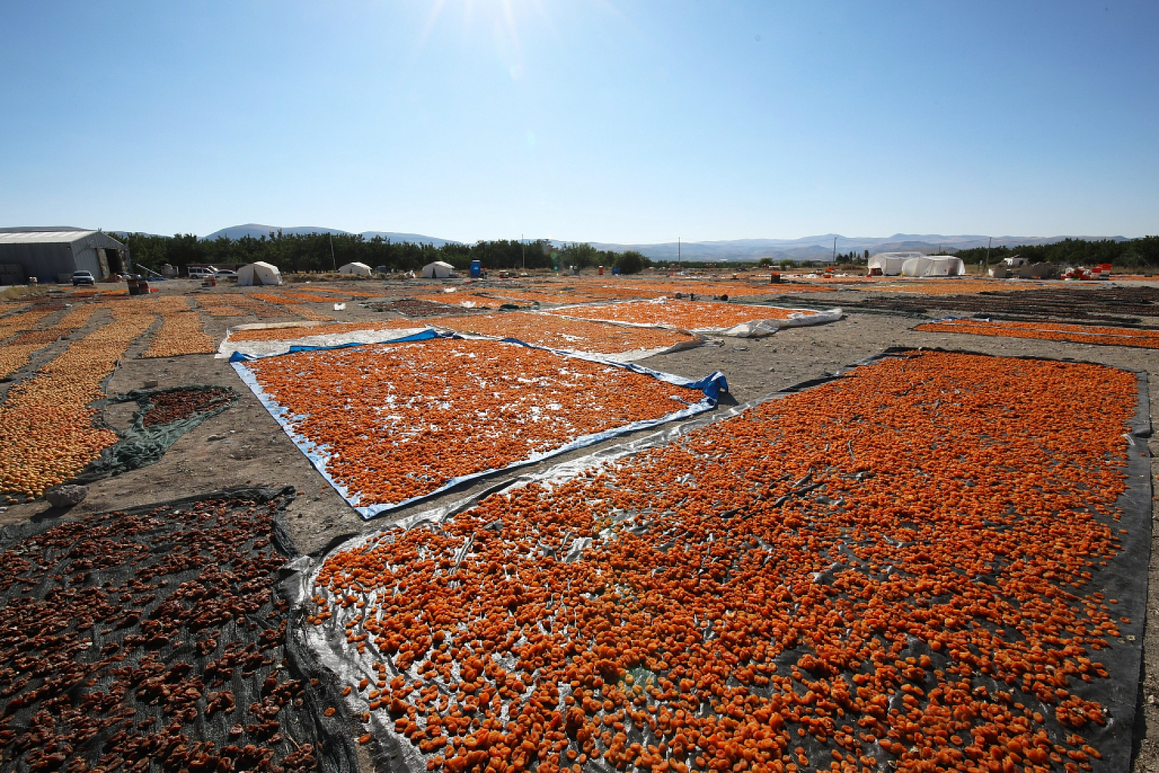 Malatya'nın Tescilli Ürünleri Arasında Yer Alıyor.. Hasat Başladı