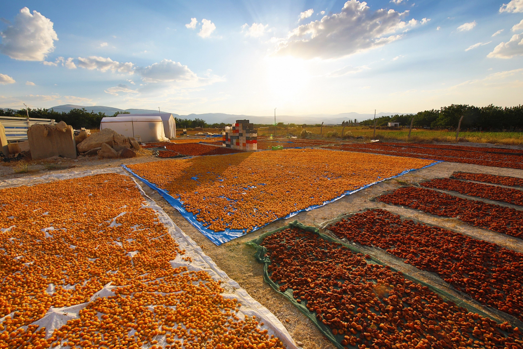 Malatya'nın Tescilli Ürünleri Arasında Yer Alıyor.. Hasat Başladı