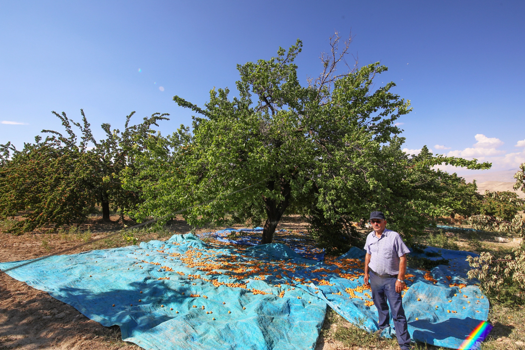 Malatya'nın Tescilli Ürünleri Arasında Yer Alıyor.. Hasat Başladı