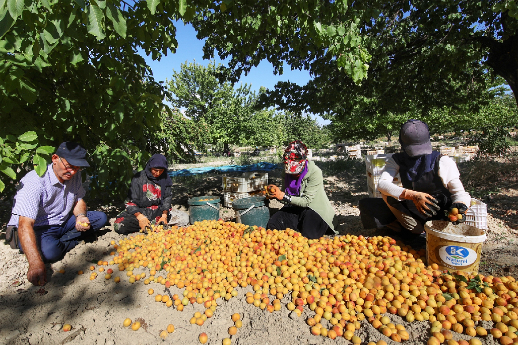 Malatya'nın Tescilli Ürünleri Arasında Yer Alıyor.. Hasat Başladı