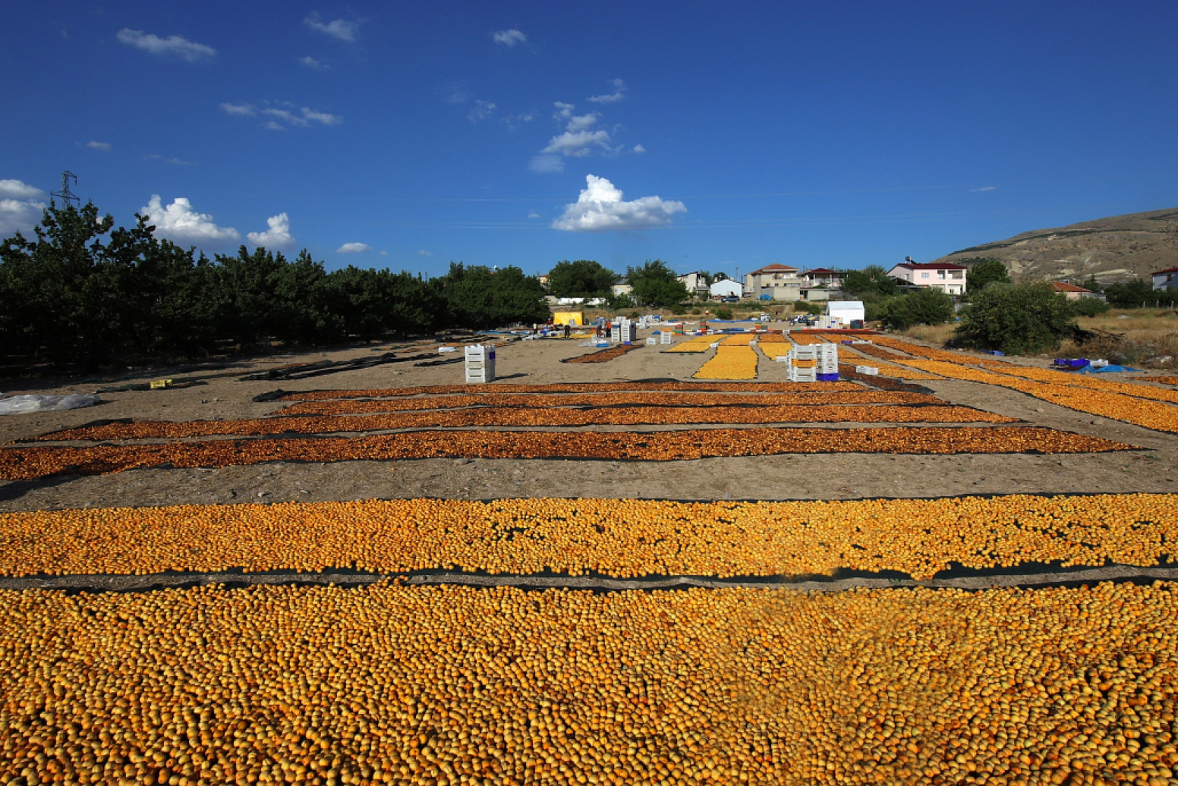 Malatya'nın Tescilli Ürünleri Arasında Yer Alıyor.. Hasat Başladı