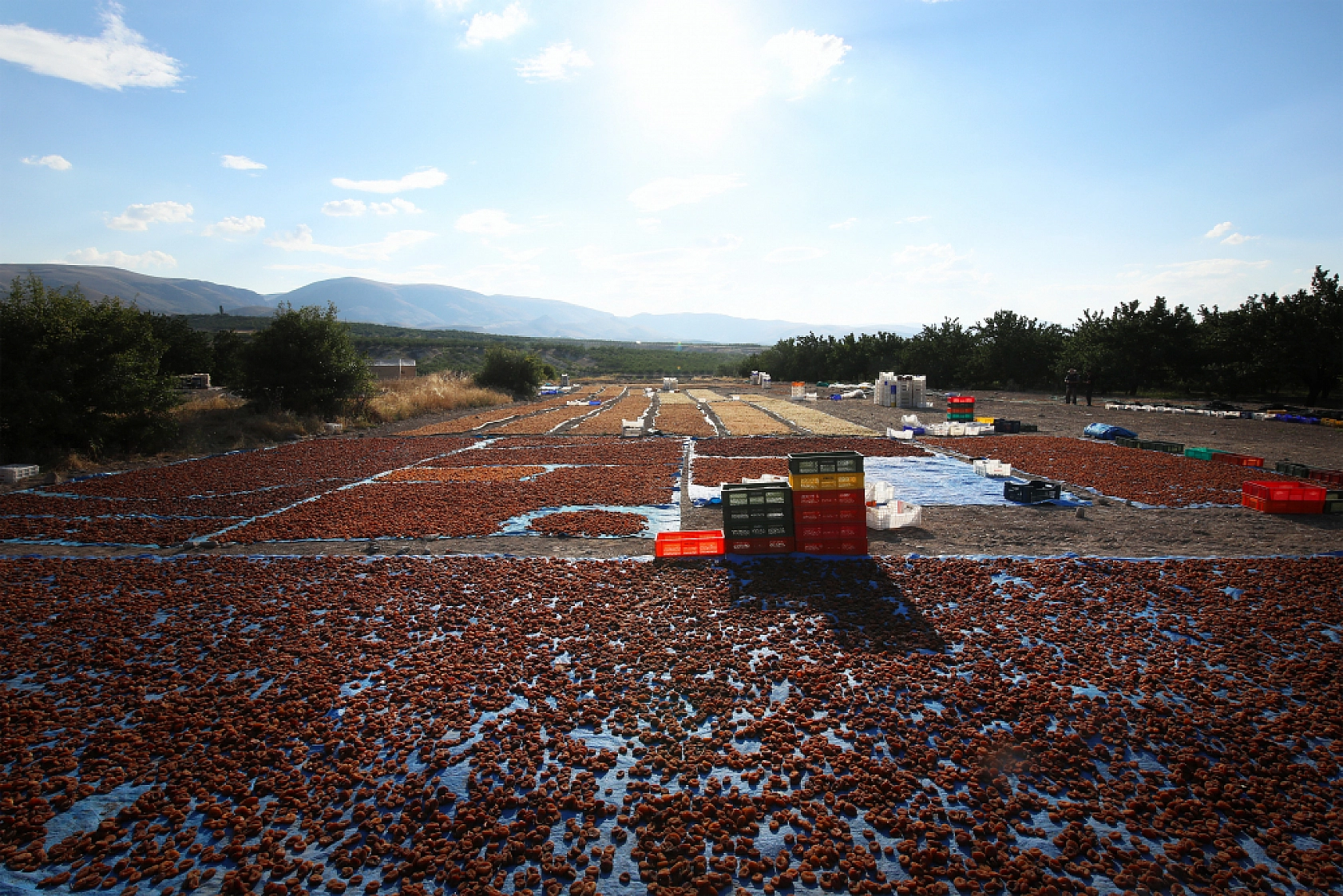 Malatya'nın Tescilli Ürünleri Arasında Yer Alıyor.. Hasat Başladı