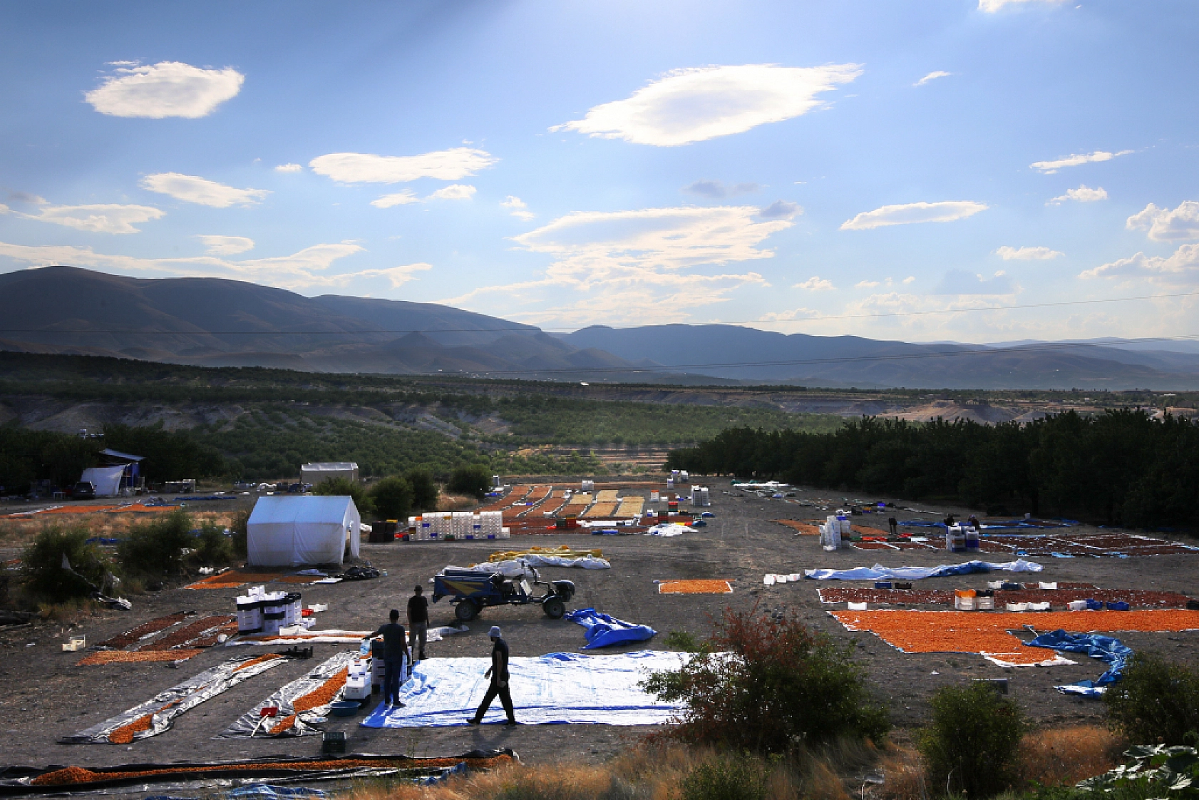 Malatya'nın Tescilli Ürünleri Arasında Yer Alıyor.. Hasat Başladı