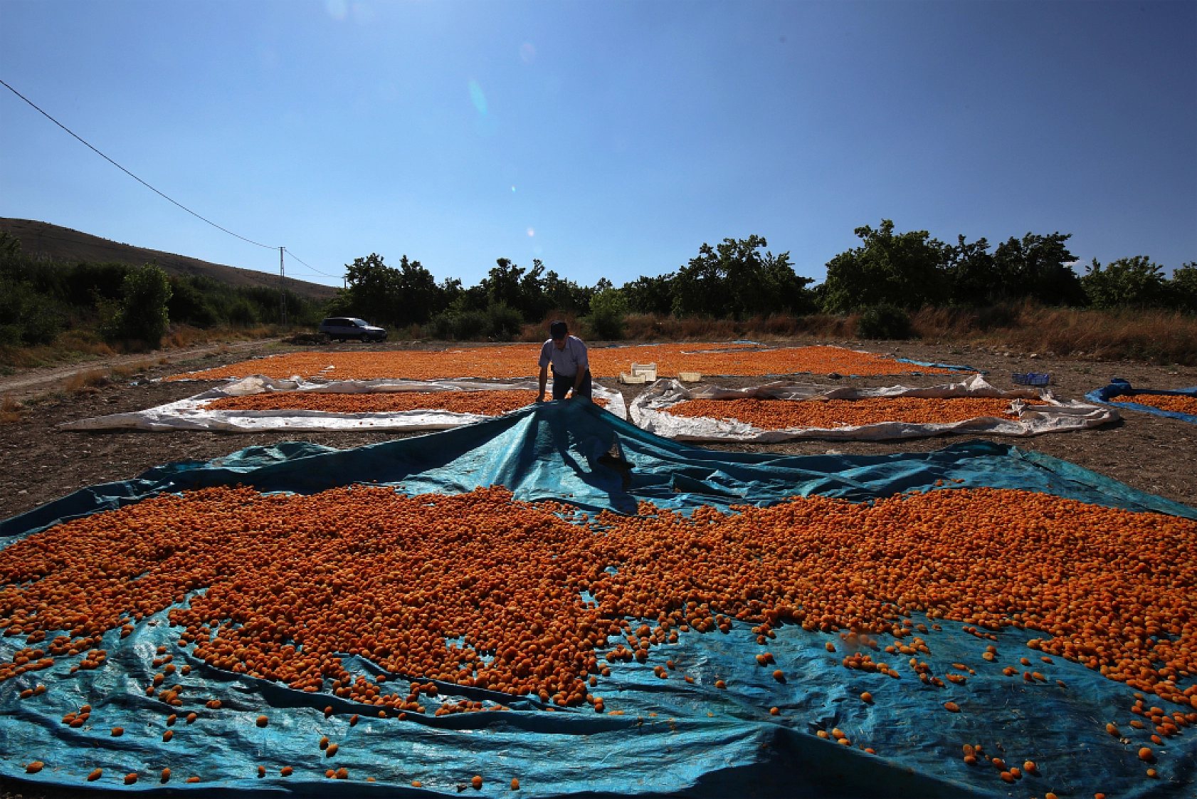 Malatya'nın Tescilli Ürünleri Arasında Yer Alıyor.. Hasat Başladı