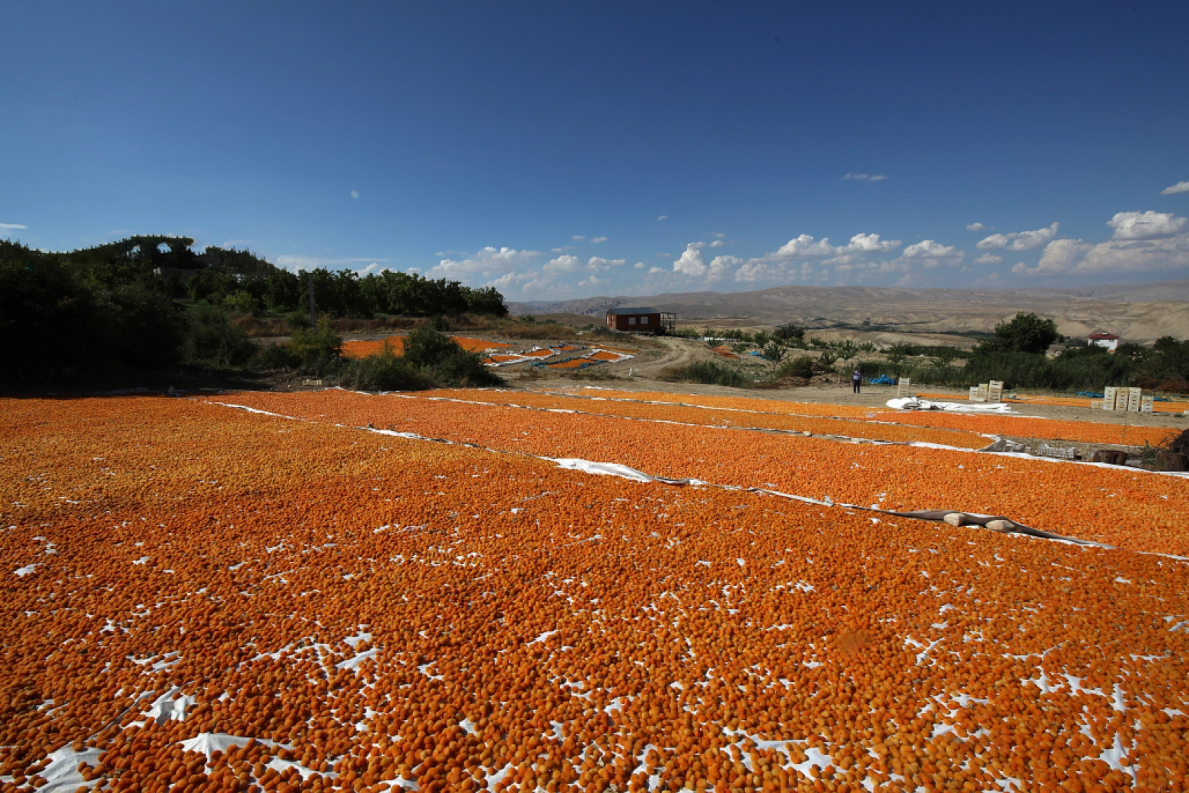 Malatya'nın Tescilli Ürünleri Arasında Yer Alıyor.. Hasat Başladı