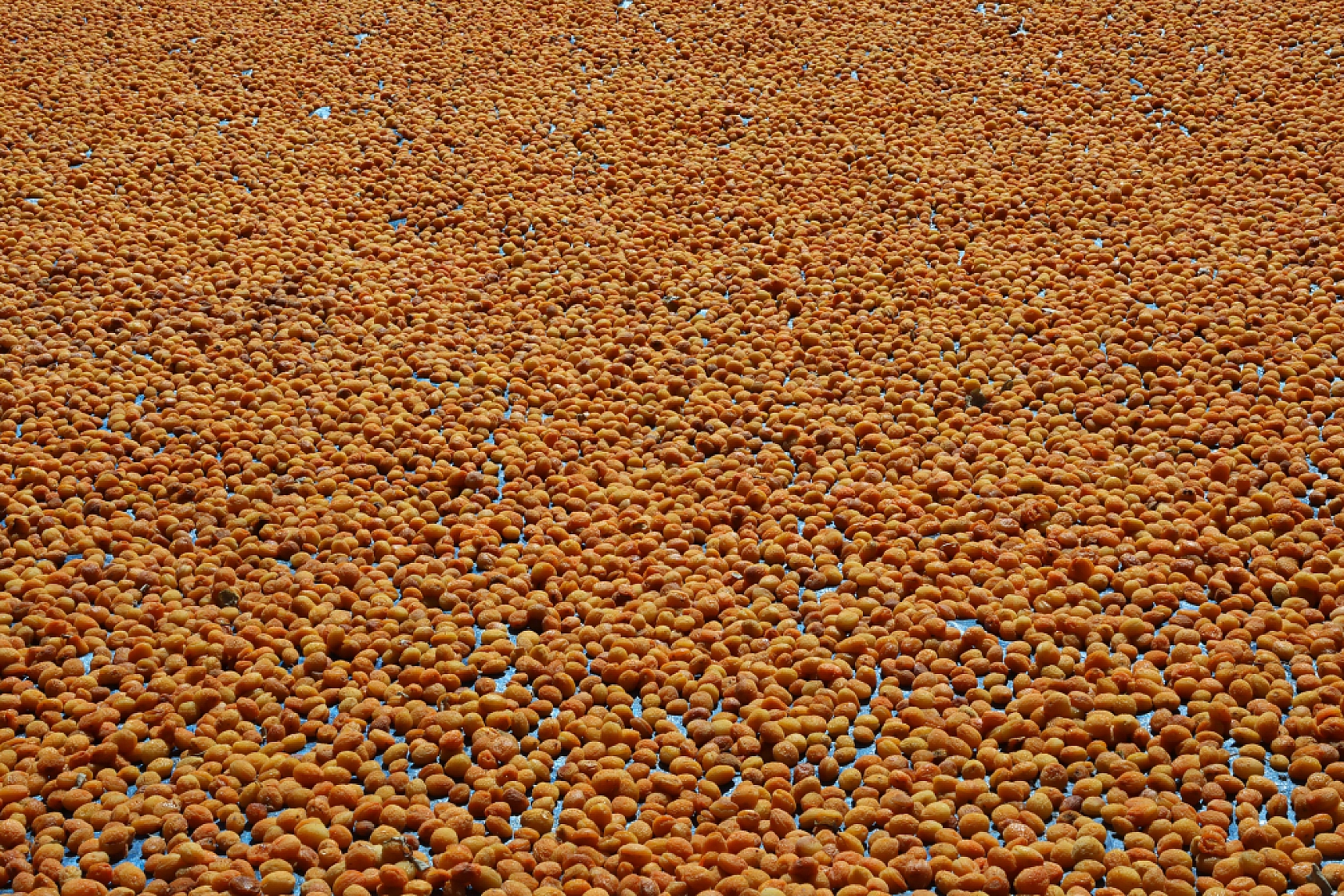 Malatya'nın Tescilli Ürünleri Arasında Yer Alıyor.. Hasat Başladı