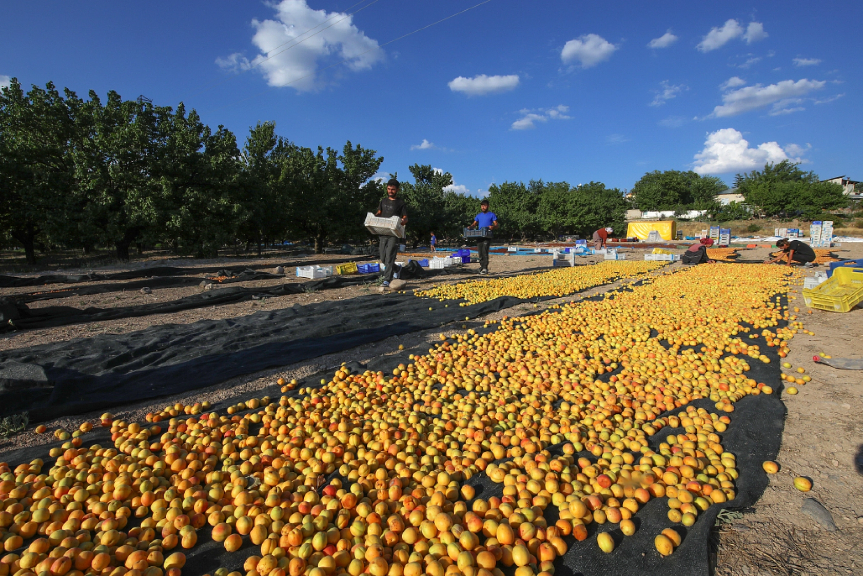 Malatya'nın Tescilli Ürünleri Arasında Yer Alıyor.. Hasat Başladı