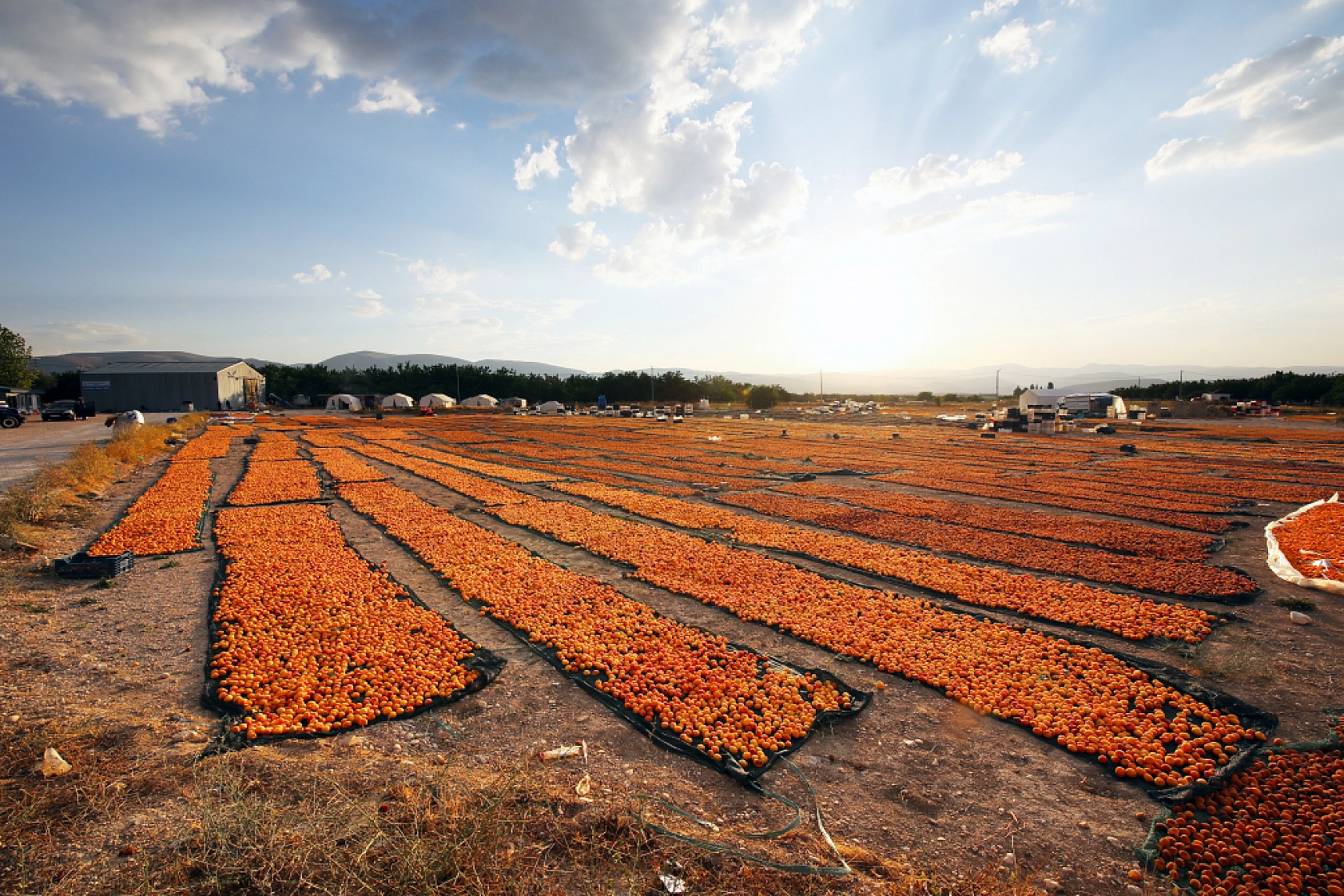 Malatya'nın Tescilli Ürünleri Arasında Yer Alıyor.. Hasat Başladı