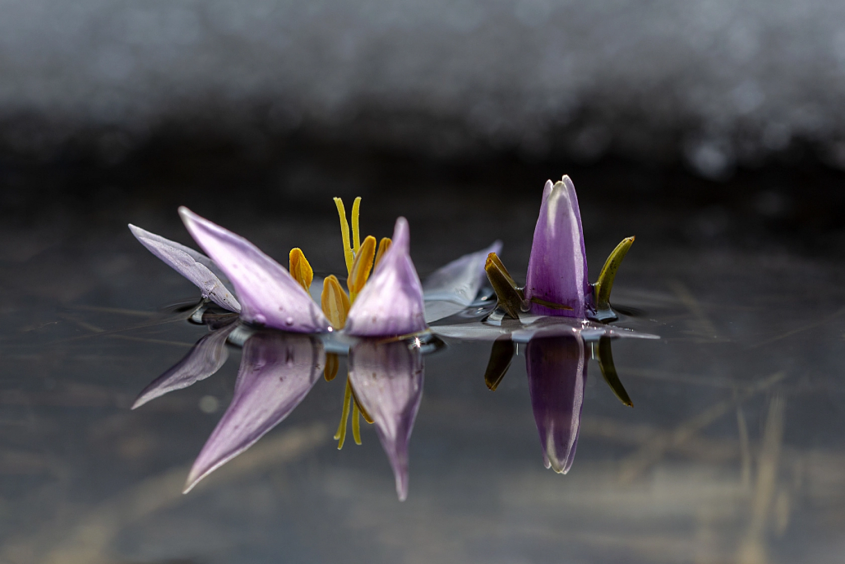 Kardelenler açtı, Malatya bahara merhaba dedi