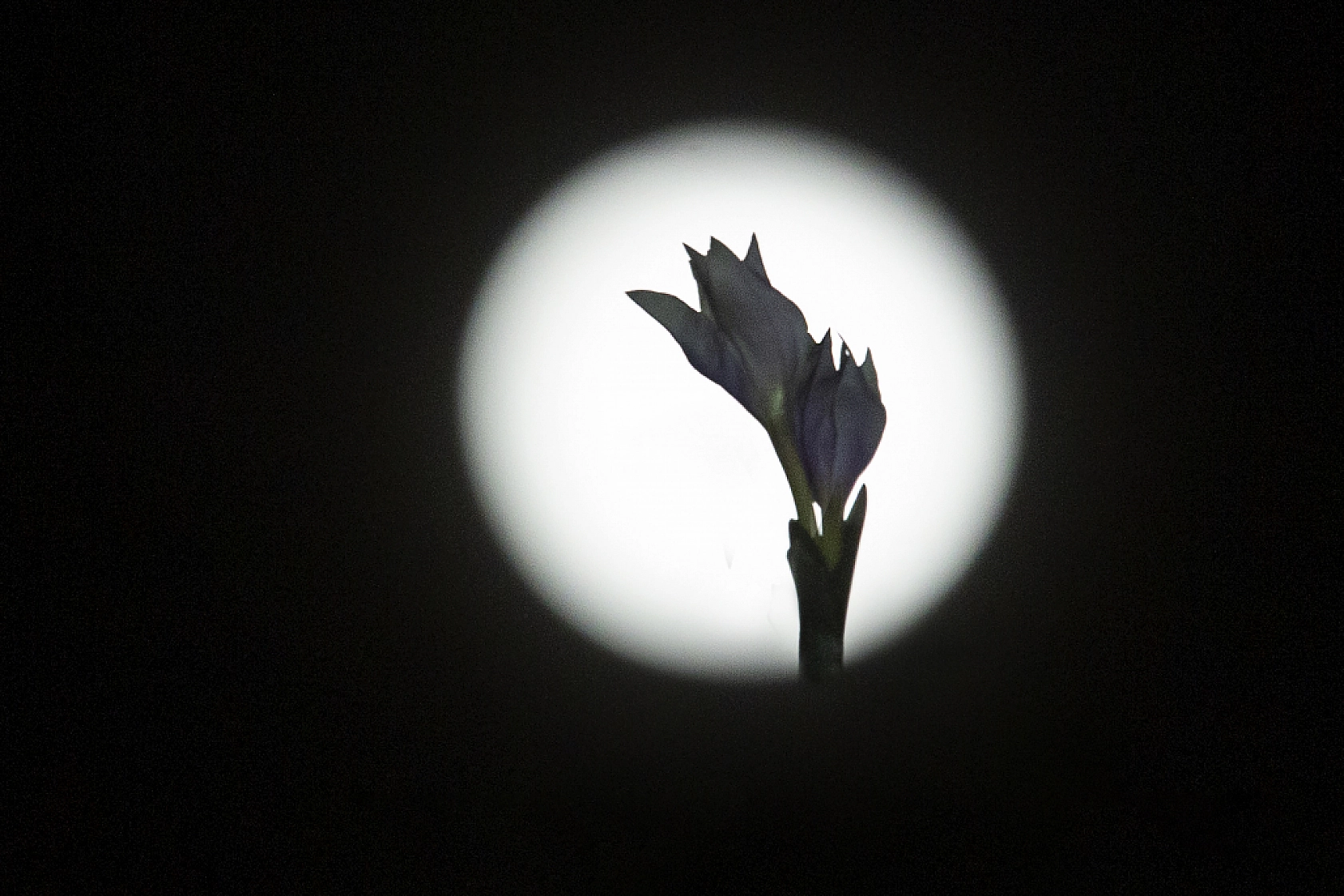 Kardelenler açtı, Malatya bahara merhaba dedi