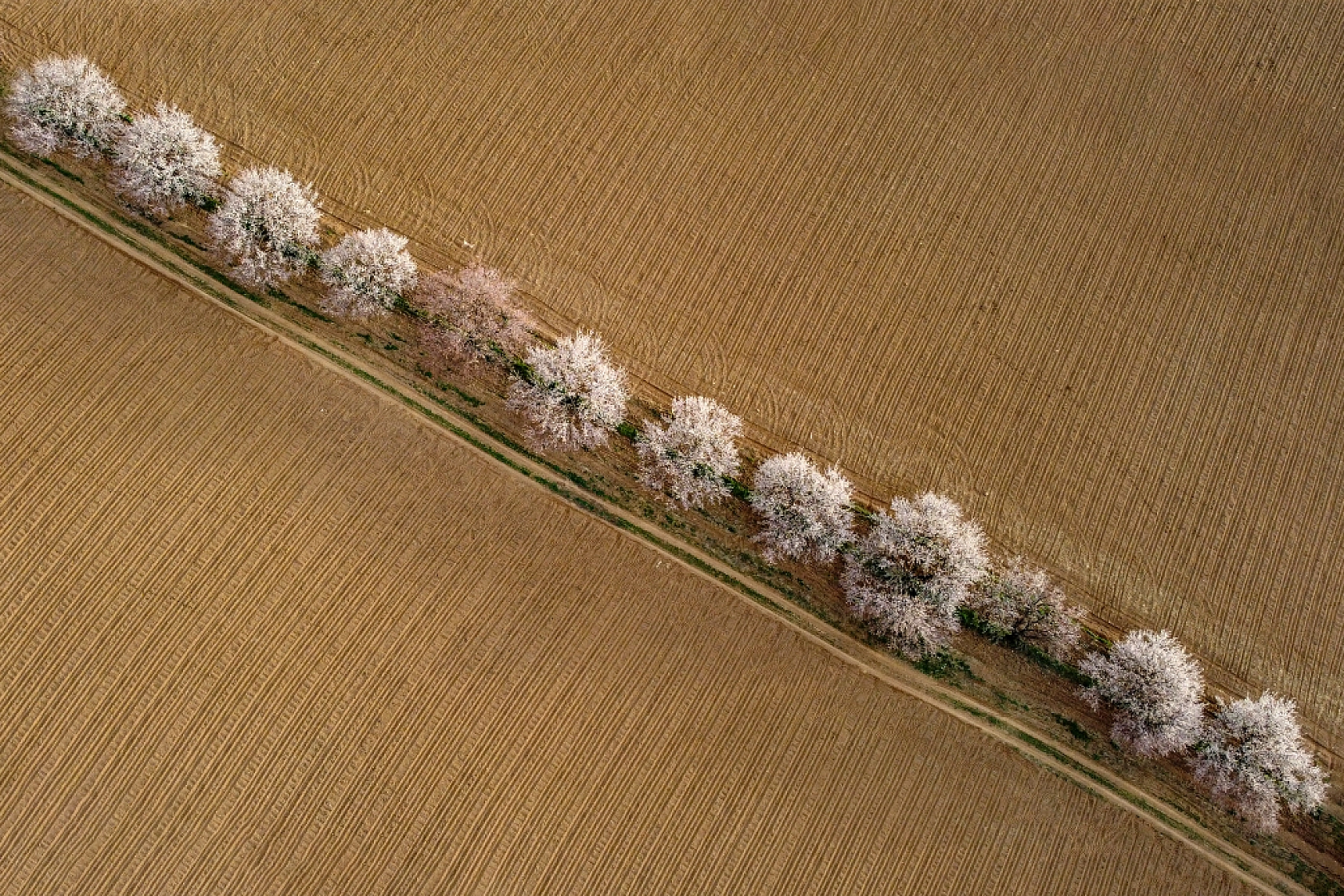 Malatya kayısı ağaçları çiçek açtı!