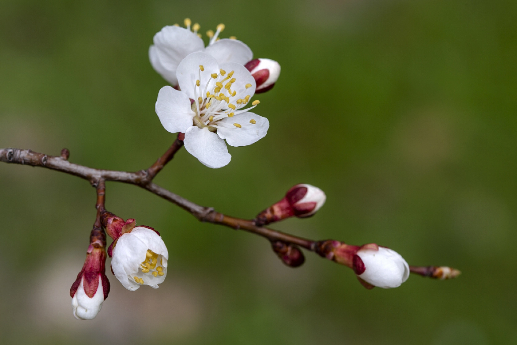Malatya kayısı ağaçları çiçek açtı!