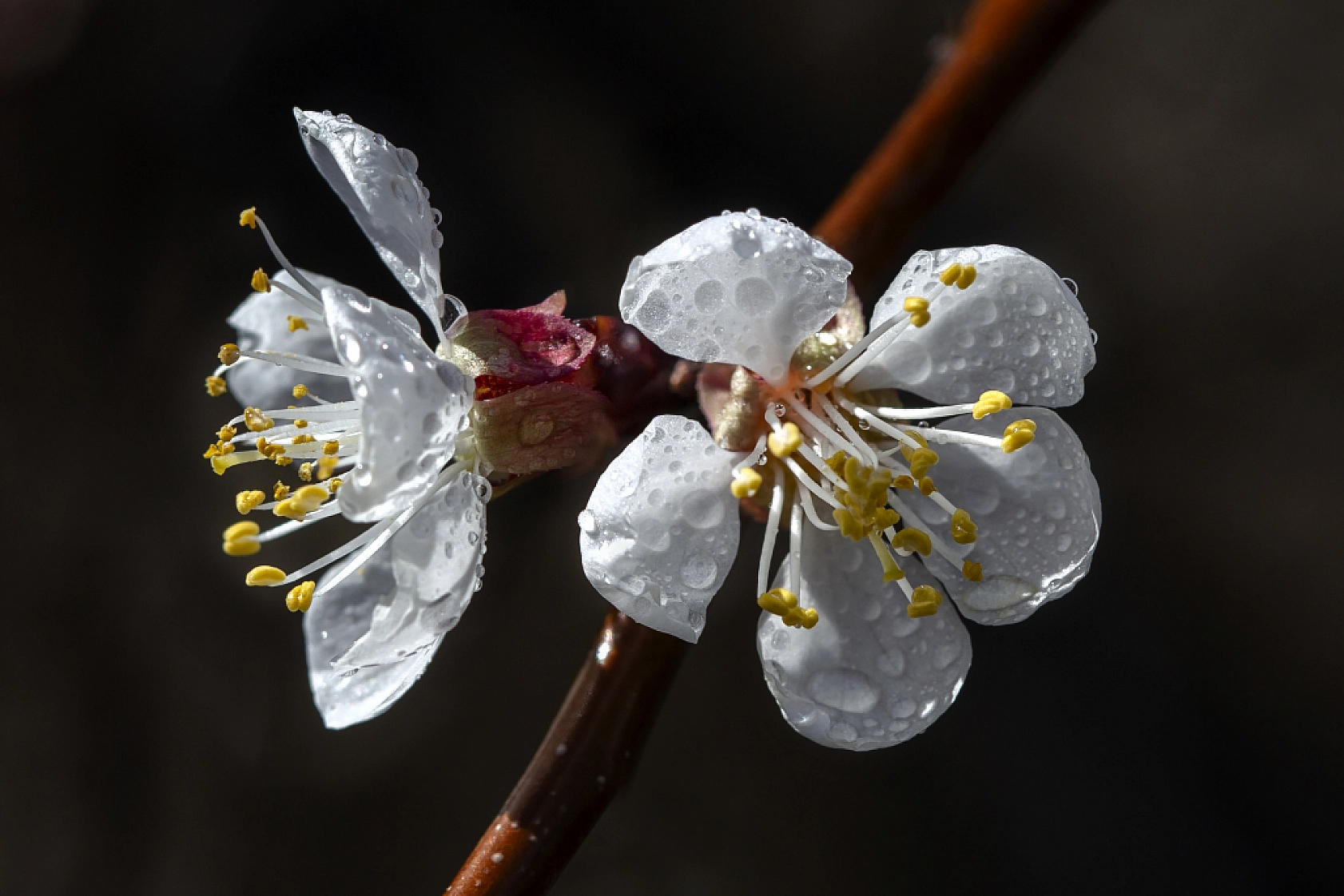 Malatya kayısı ağaçları çiçek açtı!