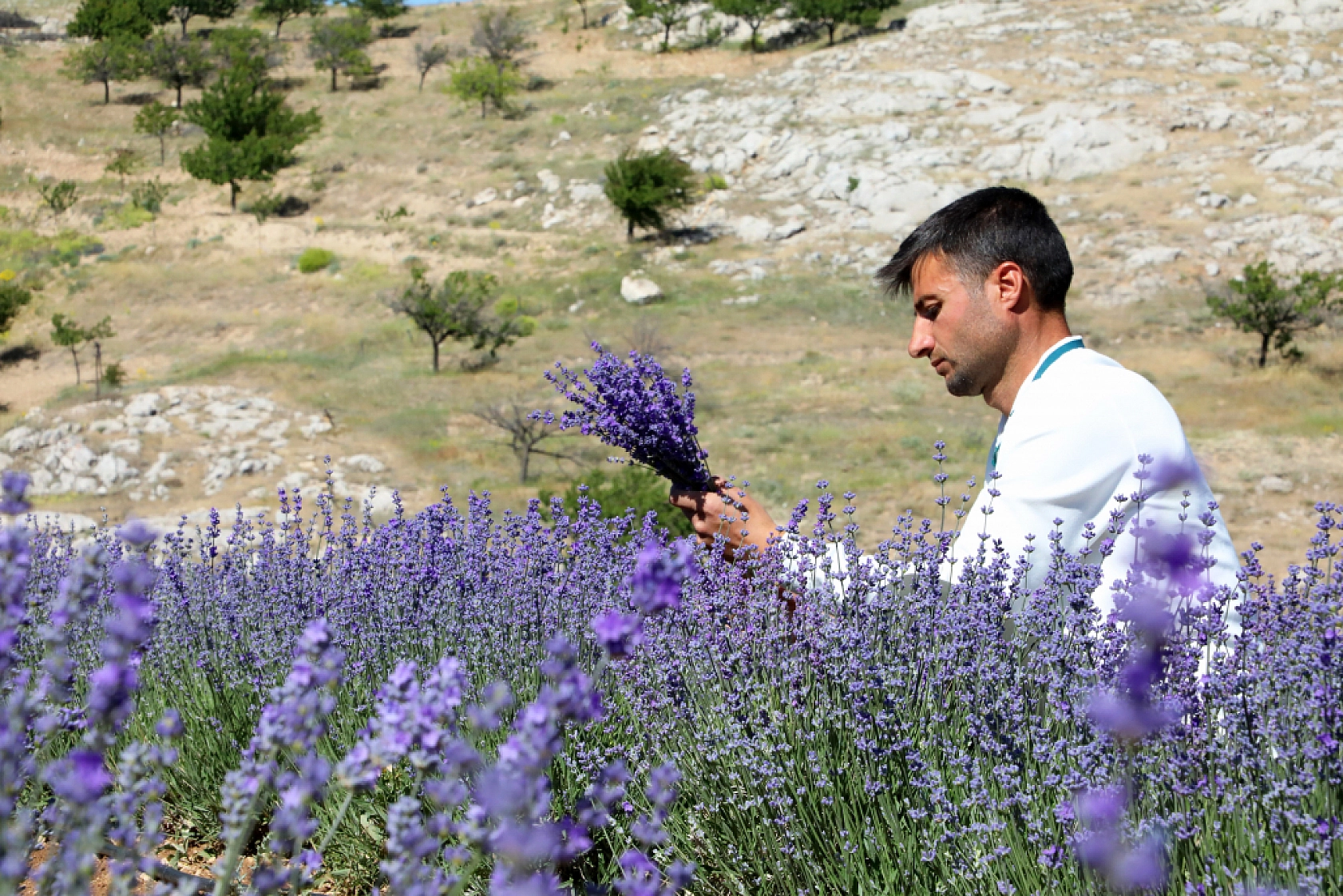Malatya'da kayısıya anternatif olarak üretilmeye başlandı: 2 bin rakımda, 5 dönümlük arazide üretiliyor...