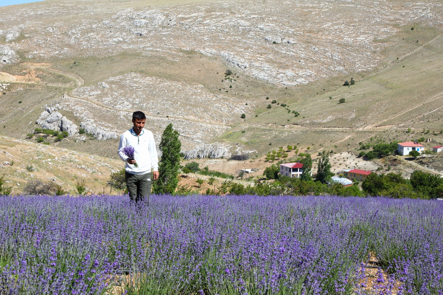 Malatya'da kayısıya anternatif olarak üretilmeye başlandı: 2 bin rakımda, 5 dönümlük arazide üretiliyor...