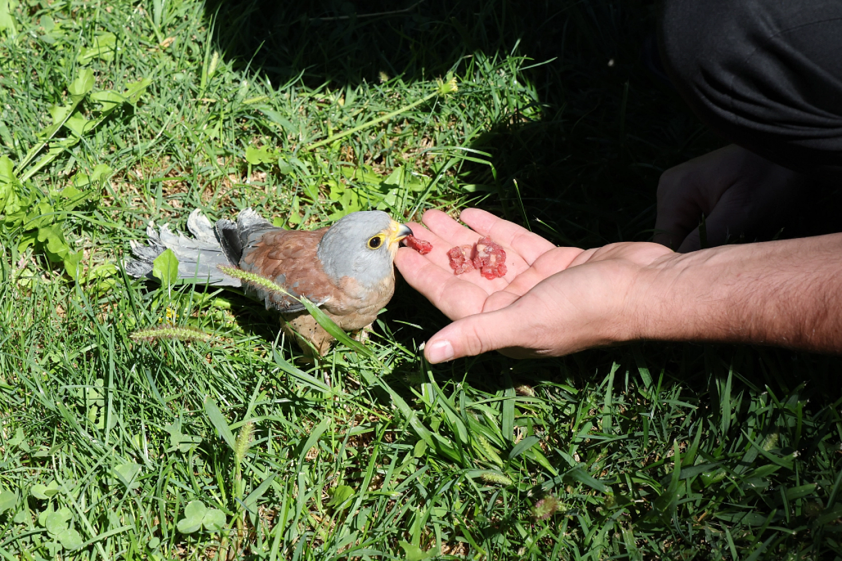Malatya'da örnek davranış: Yaralı kerkenez tedaviye alındı