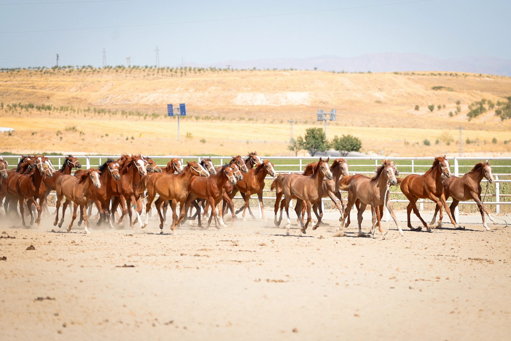 Geleceğin şampiyonları Malatya'da yetişiyor! 110 Safkan Arap tayı dünyaya geldi