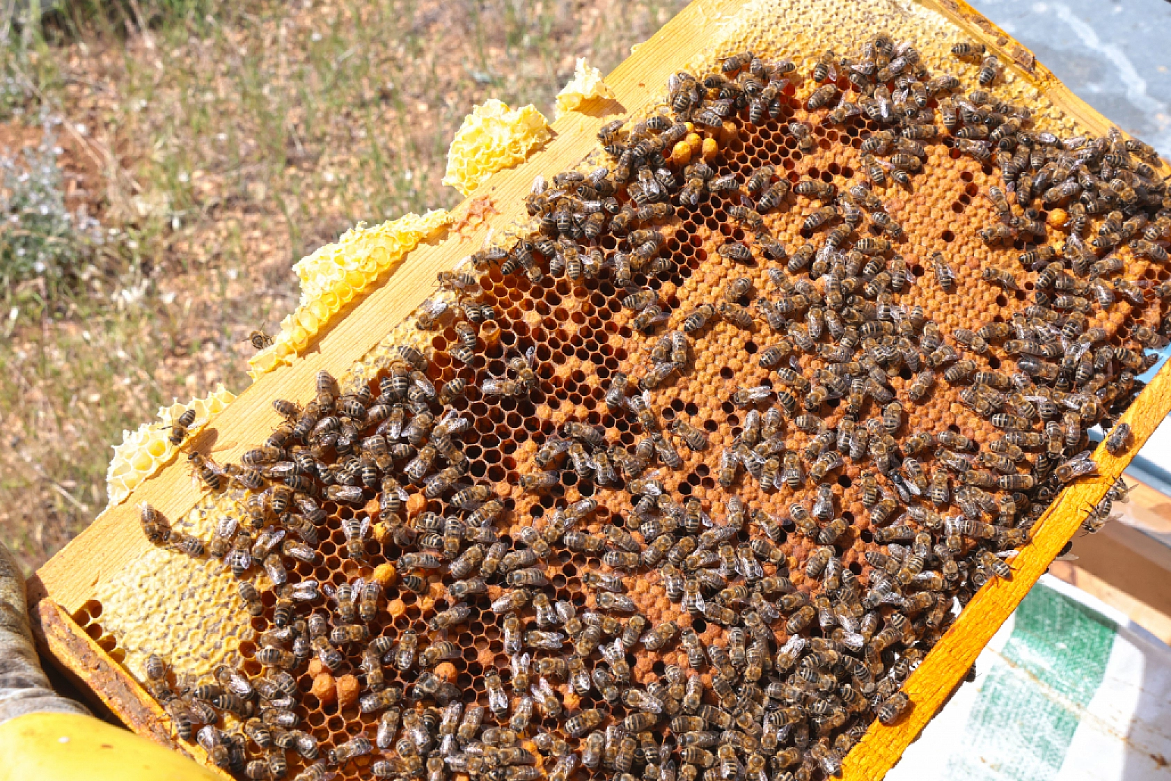 120 üretici gün sayıyordu: Malatya'da bu yıl tam 65 ton bekleniyor