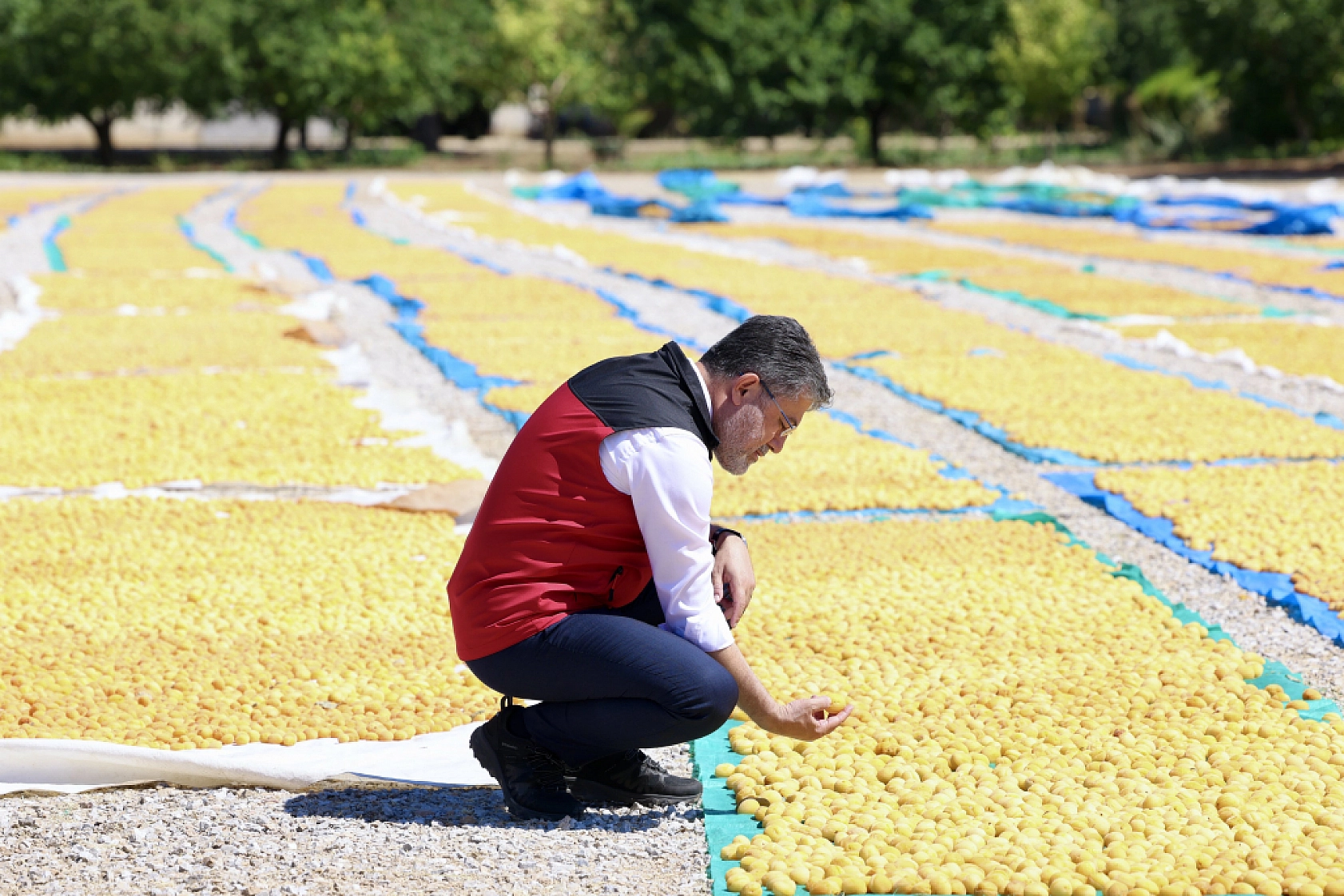 Bakan Yumaklı, Malatya'da aynı bahçede bu kez hasat mutluluğunu yaşadı!